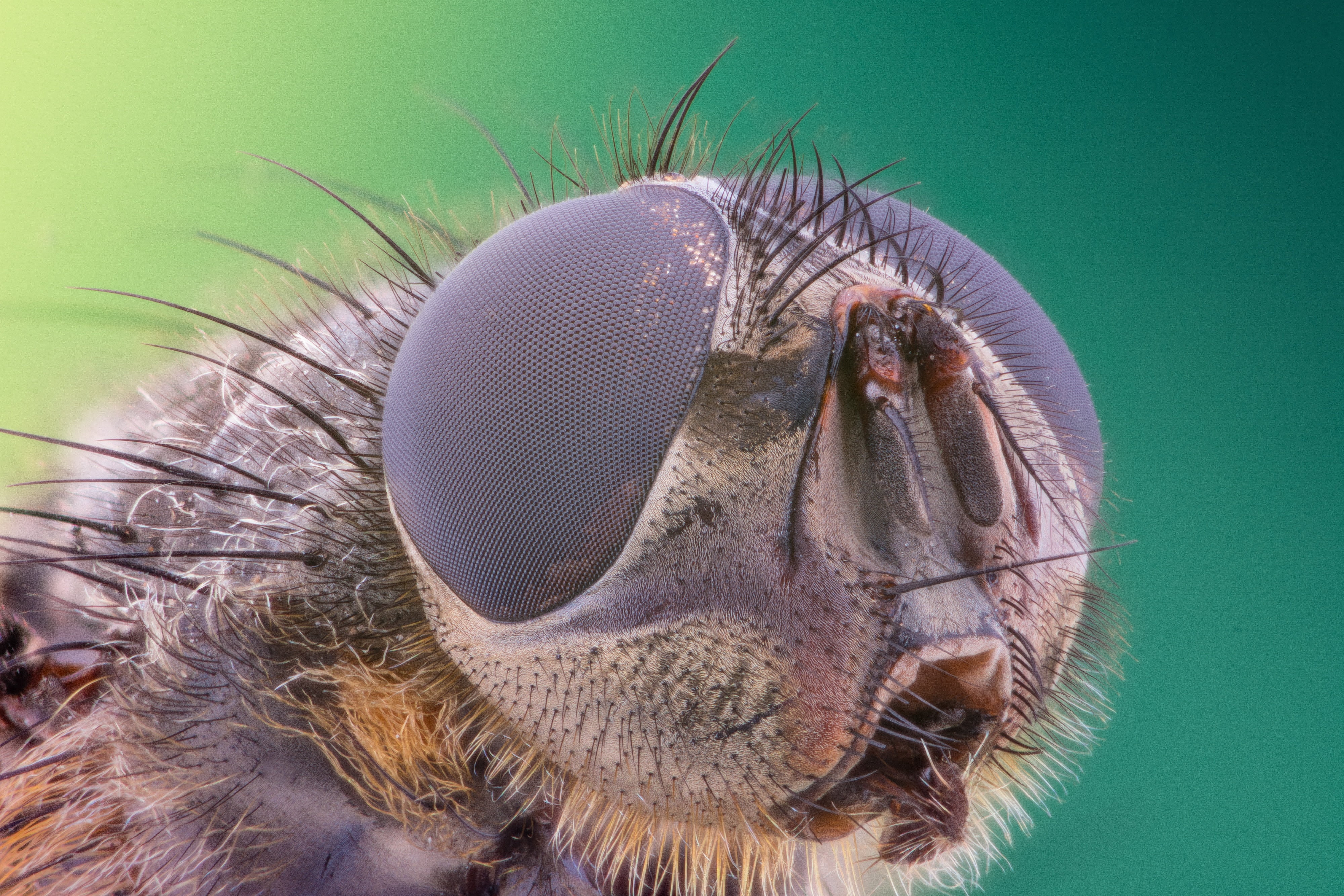 one animal, invertebrate, animal eye, color, nature, fly, spring, vertebrate, animals in the wild, outdoors, hair, flies, natural, animal body part, animal mouth, HD Wallpaper