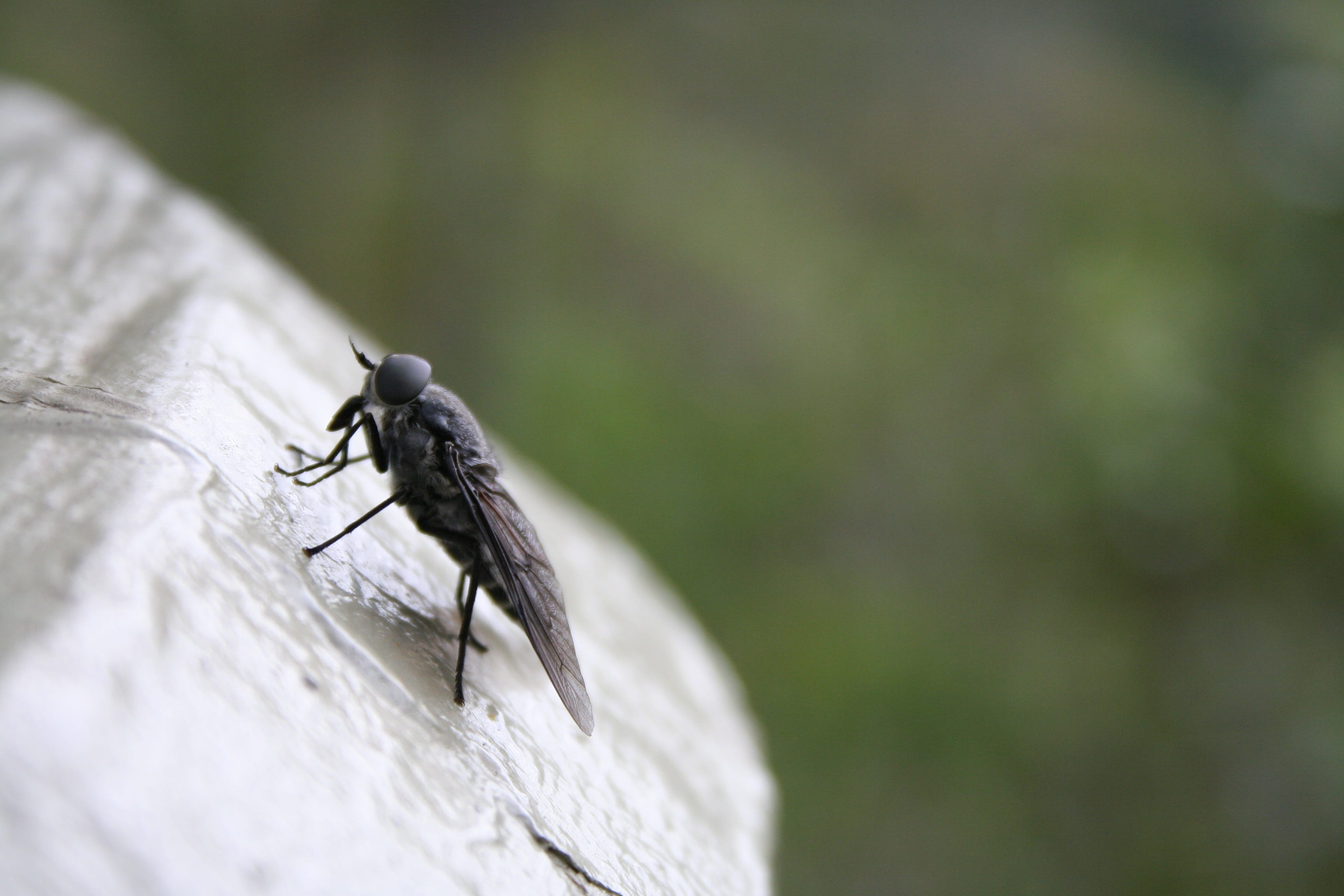 animals in the wild, animal wildlife, zoology, closeup, Animal, Fly, Bug, close-up, mosquito, Insect, animal Wing, day, focus on foreground, one animal, HD Wallpaper