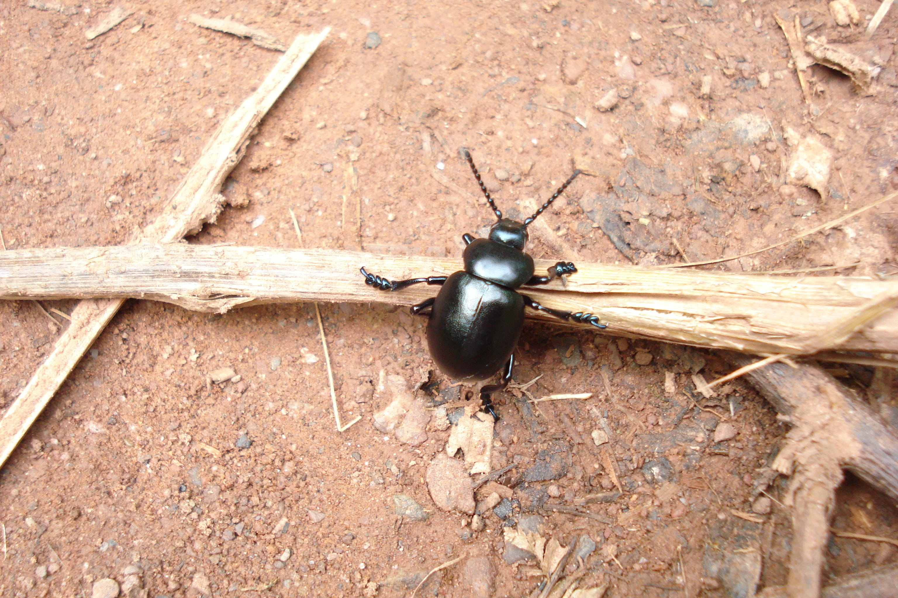 ground, Bug, environment, wood - material, zoology, invertebrate, Brand, rough, beetle, close-up, outdoors, no people, Wood, Nature, pest, texture, day, HD Wallpaper