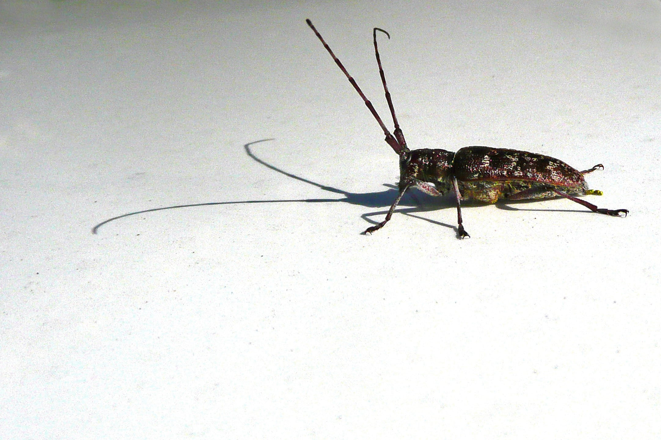 animal wildlife, 1080P, Bug, flooring, animal, studio shot, indoors, high angle view, no people, Shadow, one animal, nature, animal body part, Antennae, HD Wallpaper
