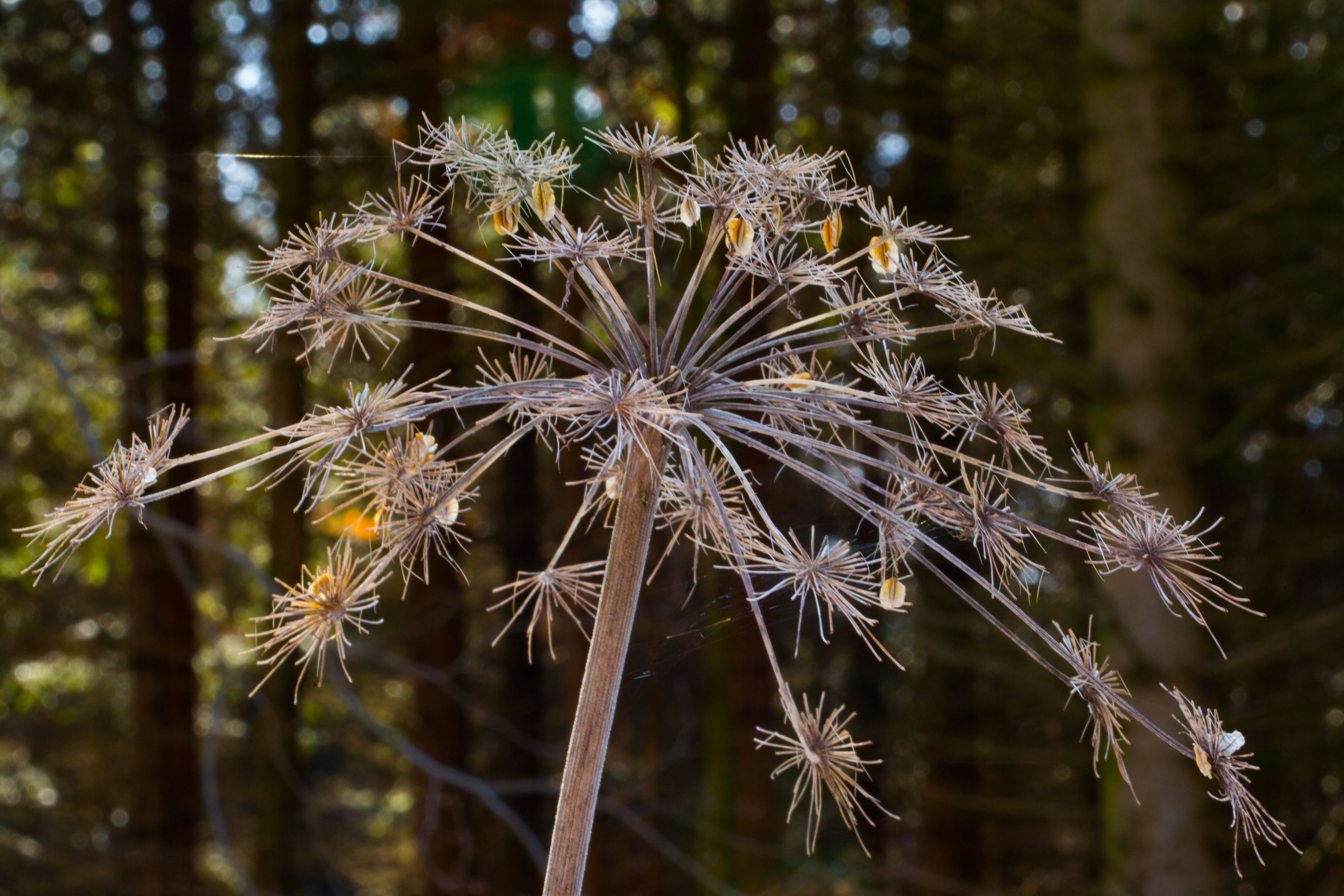 wild vegetables, outdoors, 4K, flower head, transient, vulnerability, focus on foreground, fragility, nature, transience, double doldig, medicinal plant, HD Wallpaper