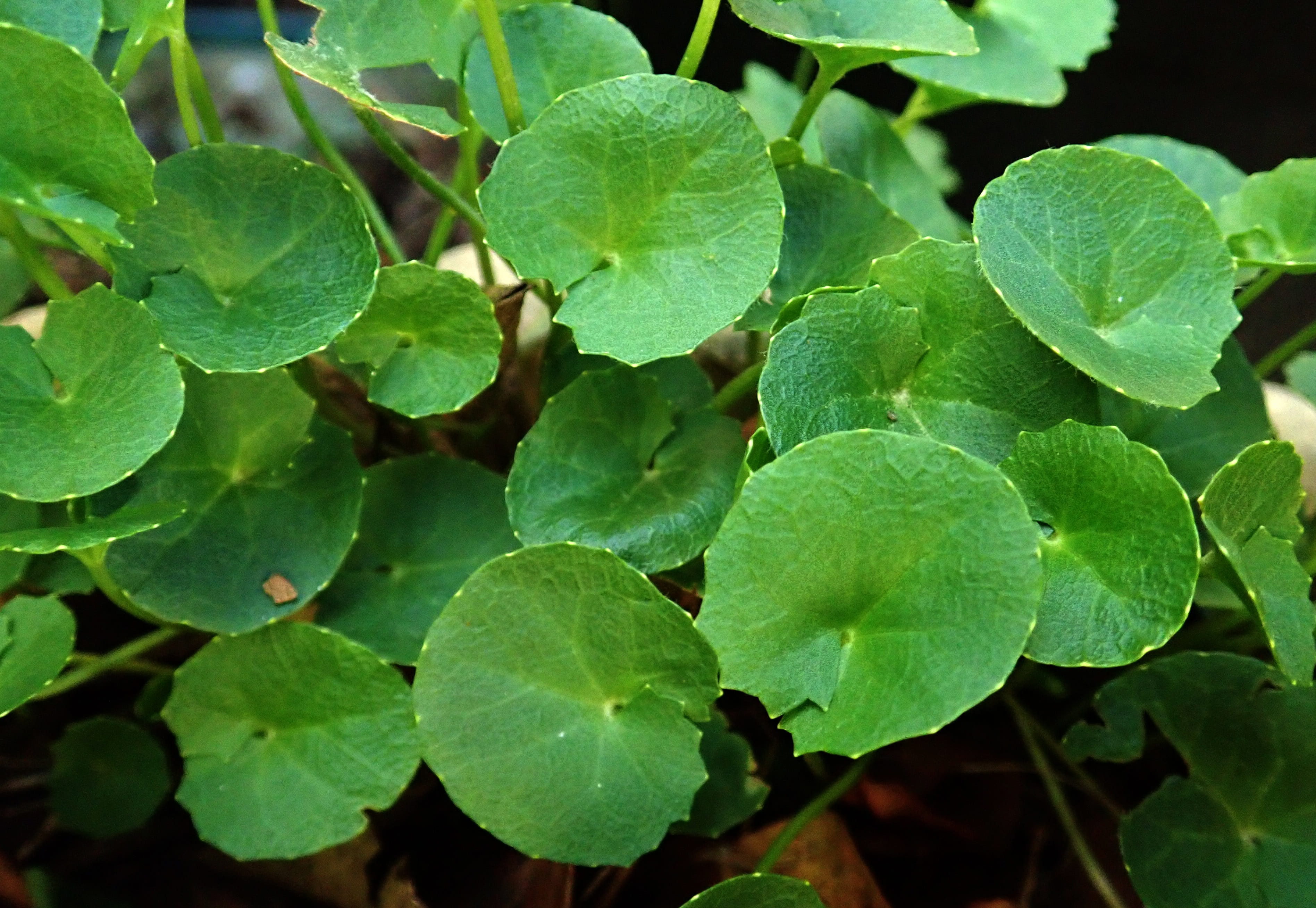 outdoors, plant, freshness, close-up, high angle view, tree, gotu kola, clover, nature, focus on foreground, food, beauty in nature, backgrounds, leaf, HD Wallpaper