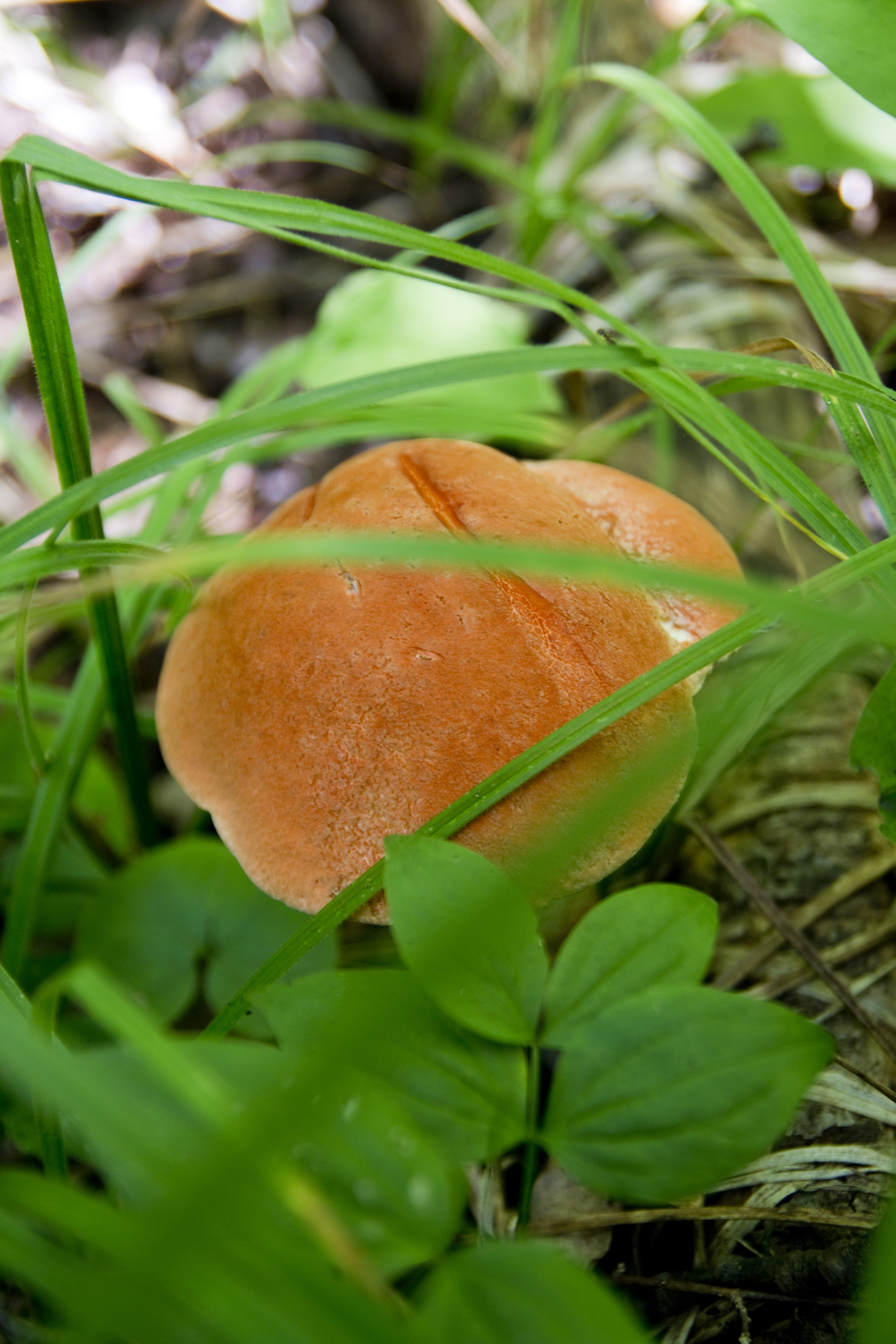 cuisine, natural, vegetable, single, fungi, beauty in nature, background, eatable, day, land, leaf, edible, green, selective focus, Grass, beautiful, summer, Phone HD Wallpaper