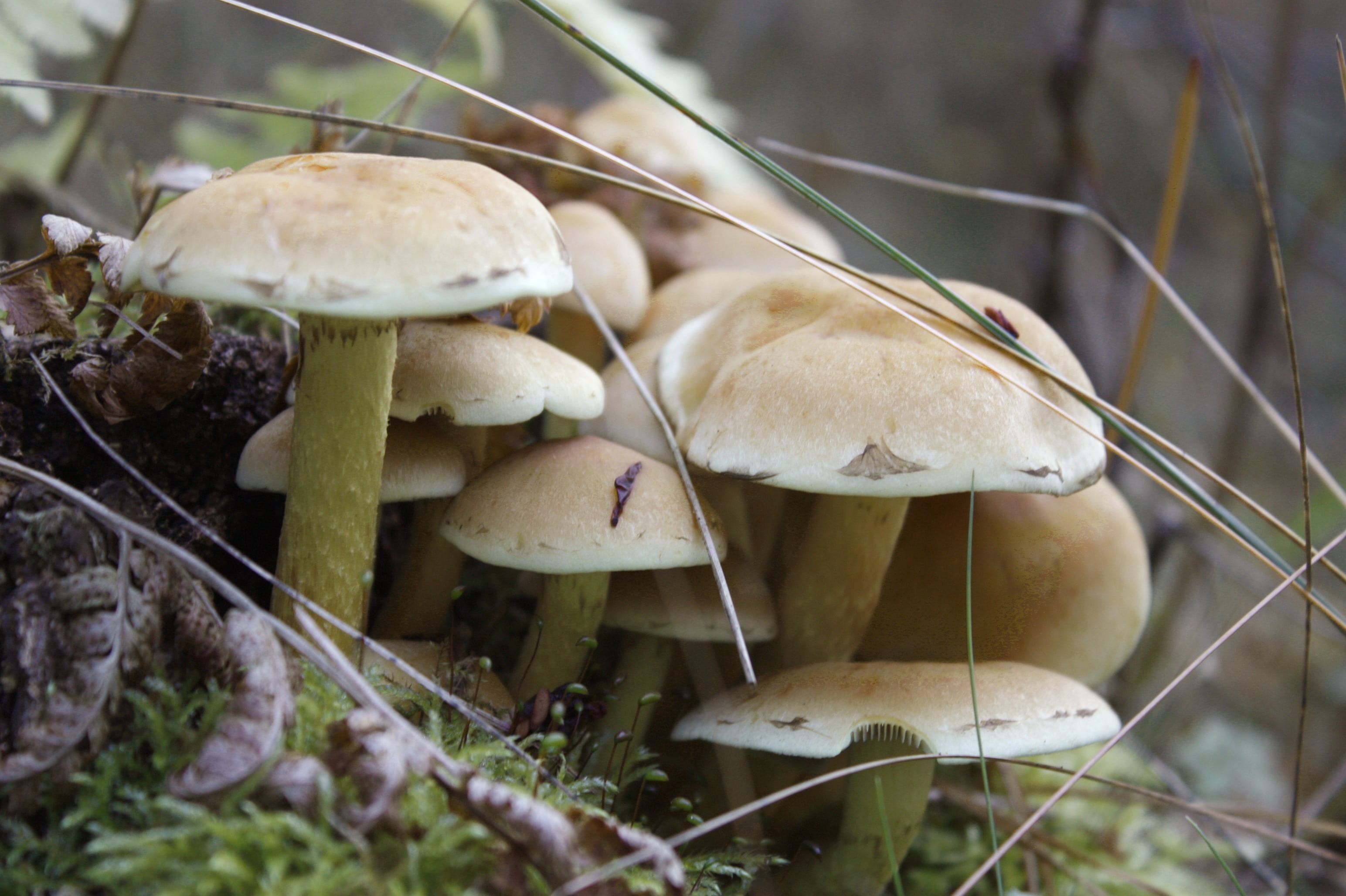 no people, food, fragility, edible mushroom, growth, fruiting bodies, venomous, cologne, fungus, day, forest, focus on foreground, vulnerability, toxic, HD Wallpaper