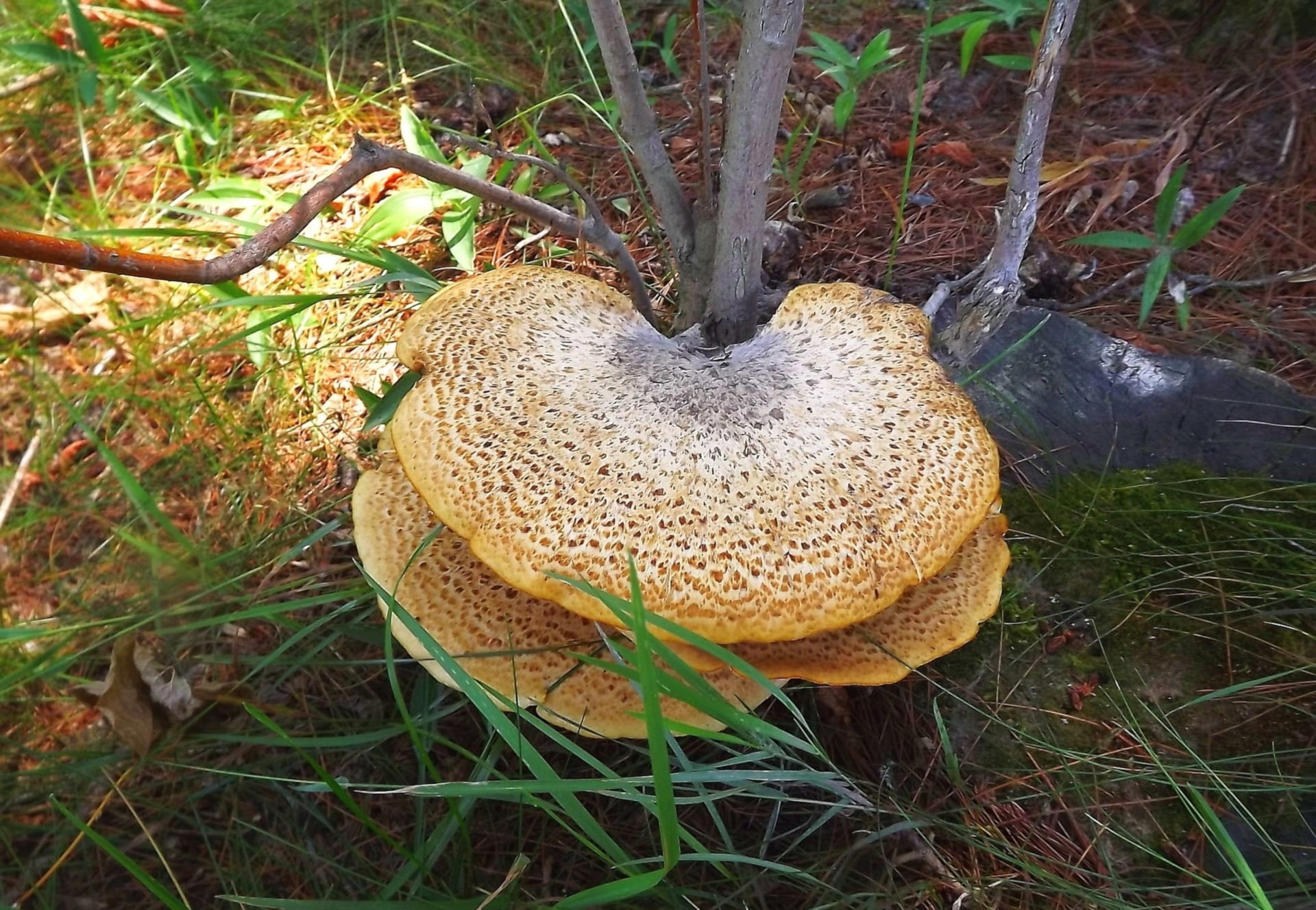 1080P, freshness, Mushrooms, land, growth, high angle view, outdoors, field, grass, Tree, the parasite, toadstool, food, Parasite, no people, plant, harmful, HD Wallpaper