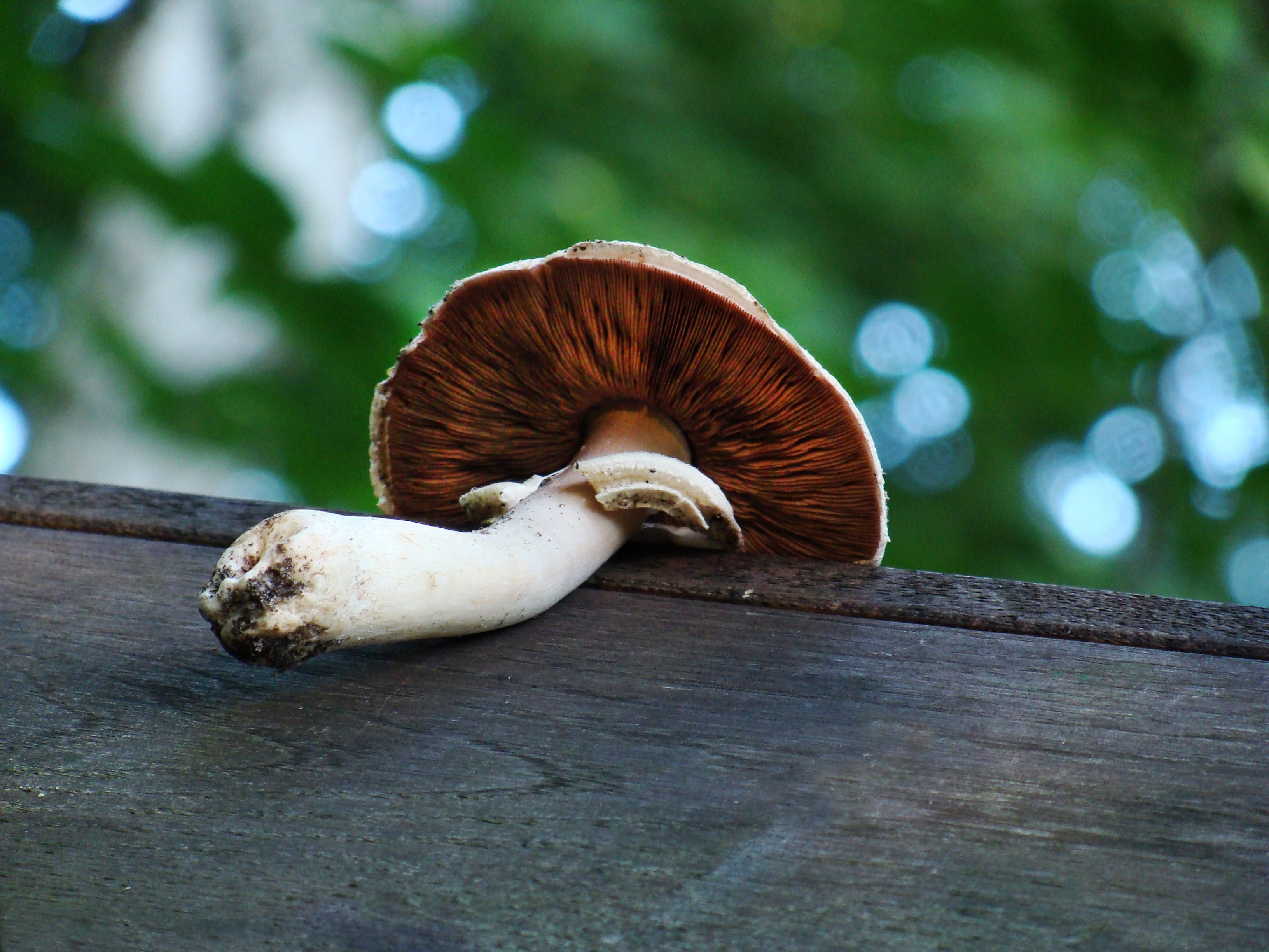 2K, close-up, focus on foreground, poisonous, fungus, wood - material, outdoors, vegetable, the parasite, the collection of, mushroom, animal wildlife, HD Wallpaper