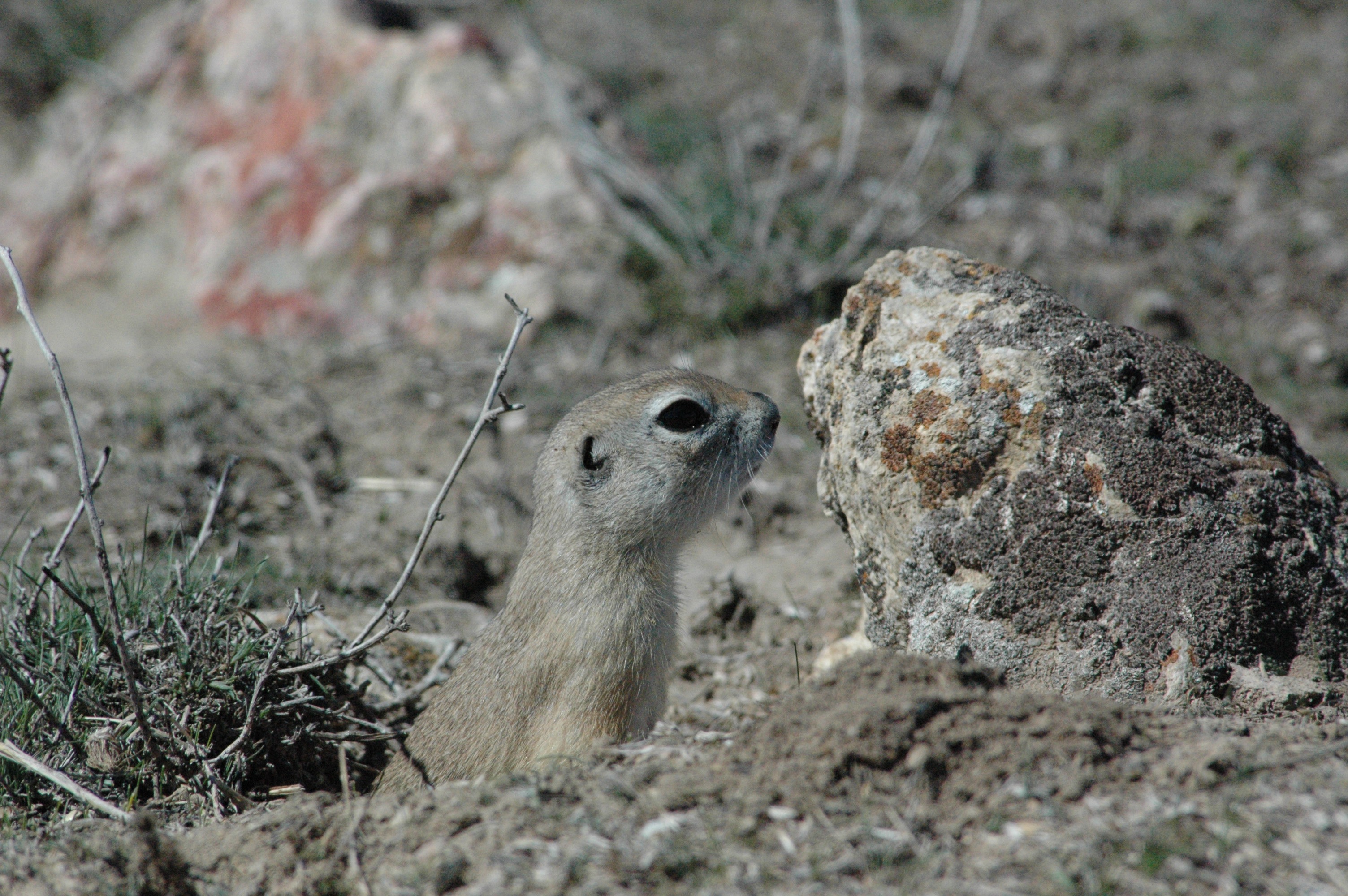rodent, close-up, animal themes, herbivorous, field, day, rock - object, land, selective focus, vertebrate, mammal, harmful, outdoors, nature, animals in the wild, HD Wallpaper