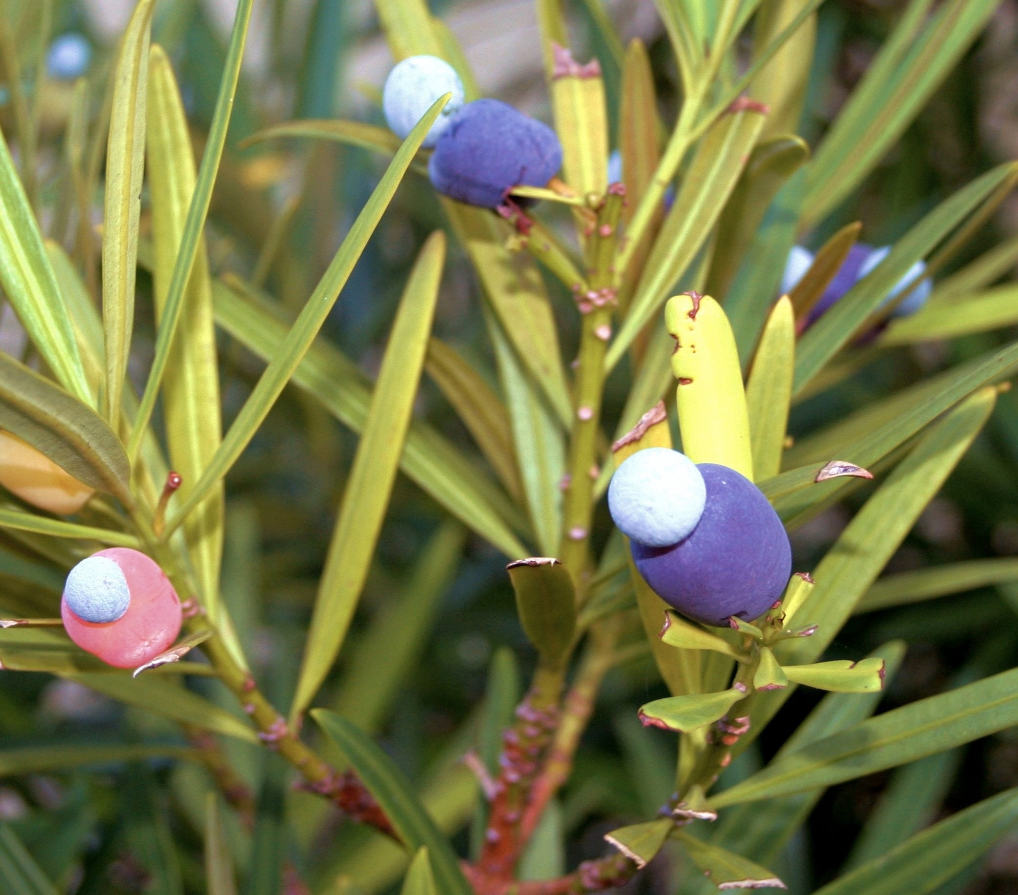 day, food and drink, flora, trees, easter egg, yew, fruit, flowering plant, fruits, plants, toxic, beauty in nature, green color, plant, food, dangerous, HD Wallpaper