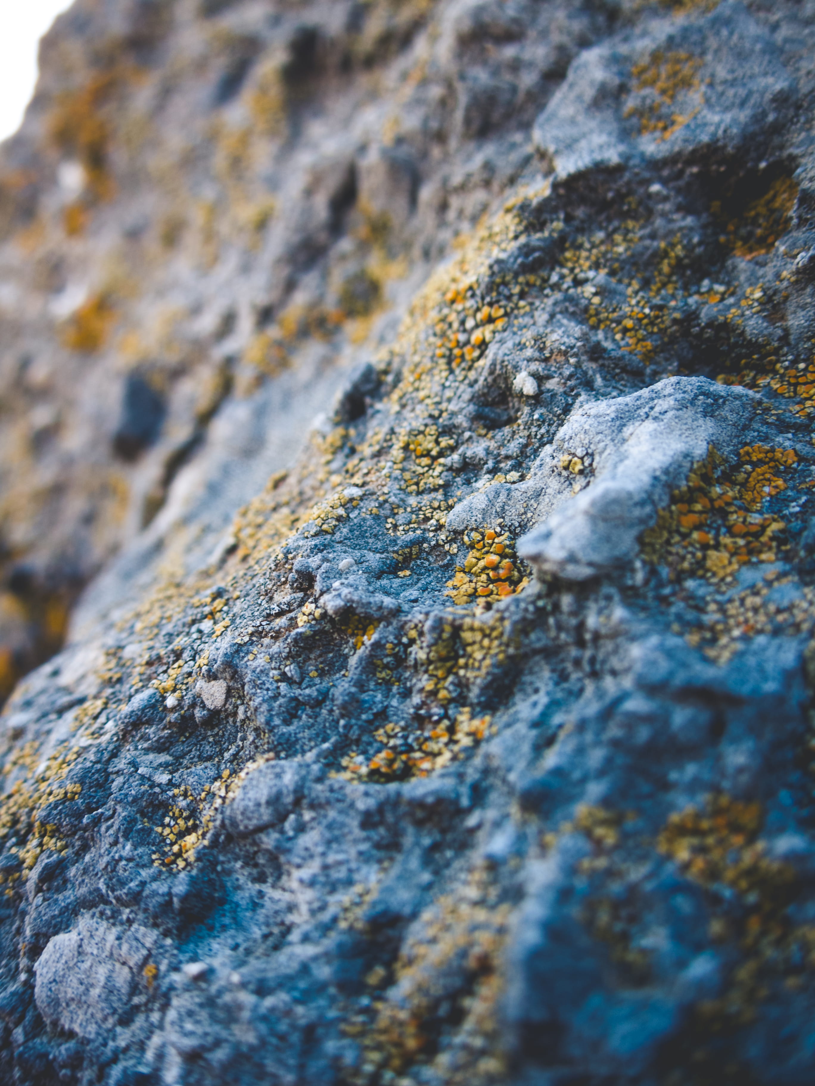 fungus, macro, day, tree trunk, weathered, blur, lichen, detail, rock, blue, moss, pattern, crete, yellow, textured effect, backgrounds, selective focus, Phone HD Wallpaper