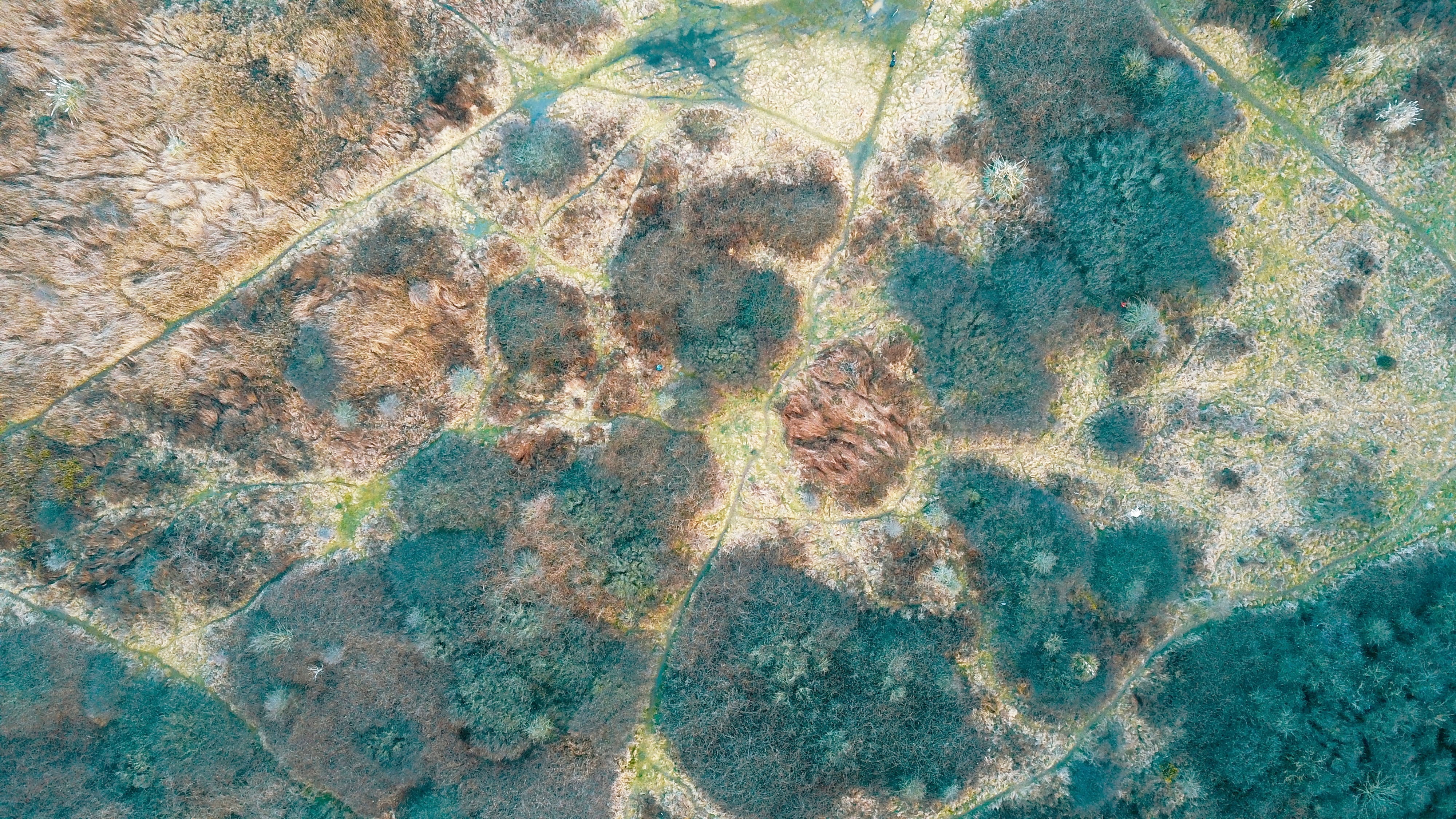 view, 4K, photography, woodland, rock, wasteland, halibut, sea life, full frame, green, pattern, archaeology, s, bush, flooring, bird, water, flounder, HD Wallpaper