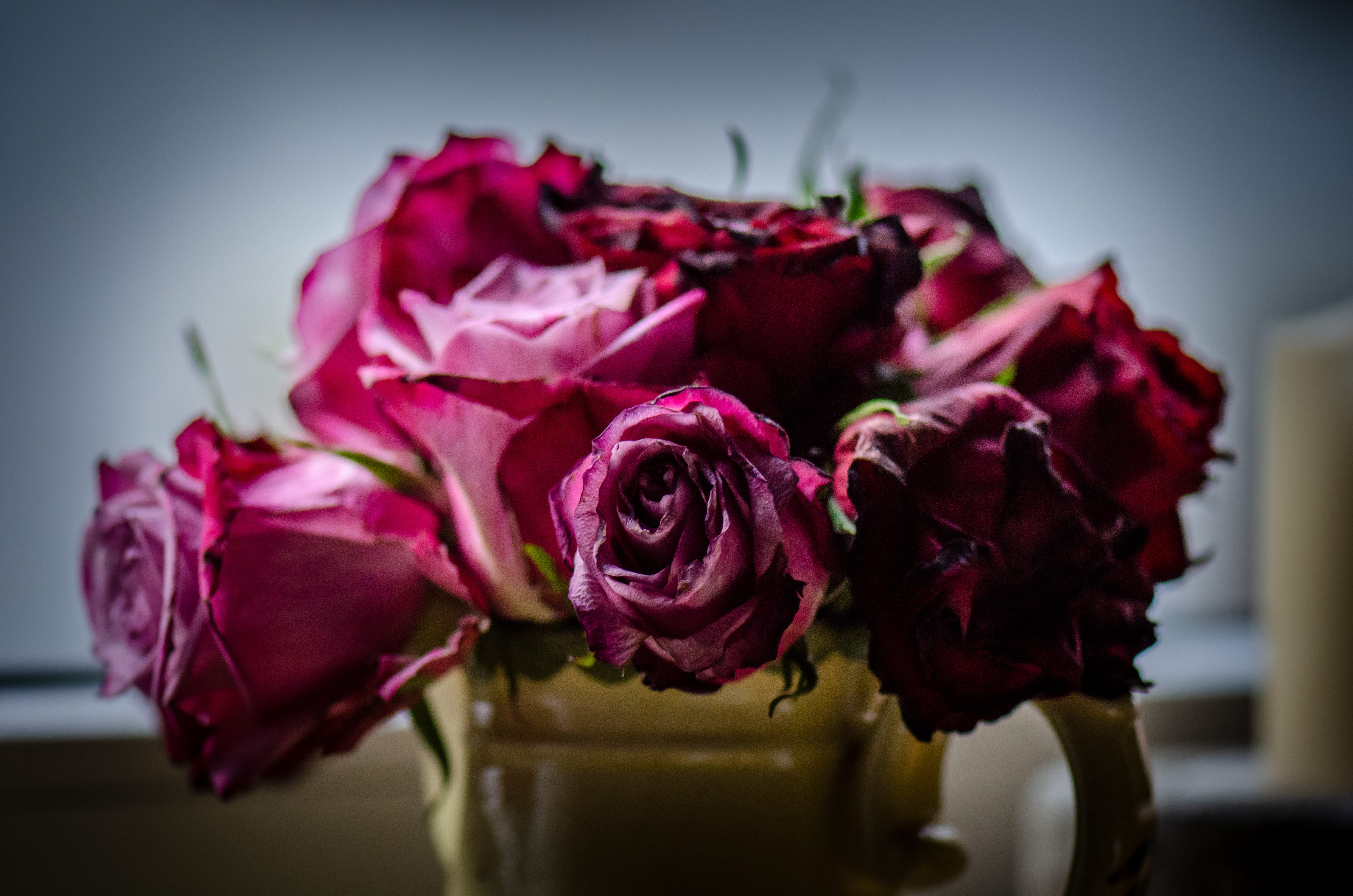 inflorescence, plant, bouquet, flower, purple, pink, rose, vase, flower head, window, freshness, indoors, close-up, beauty in nature, rotten, flowering plant, HD Wallpaper