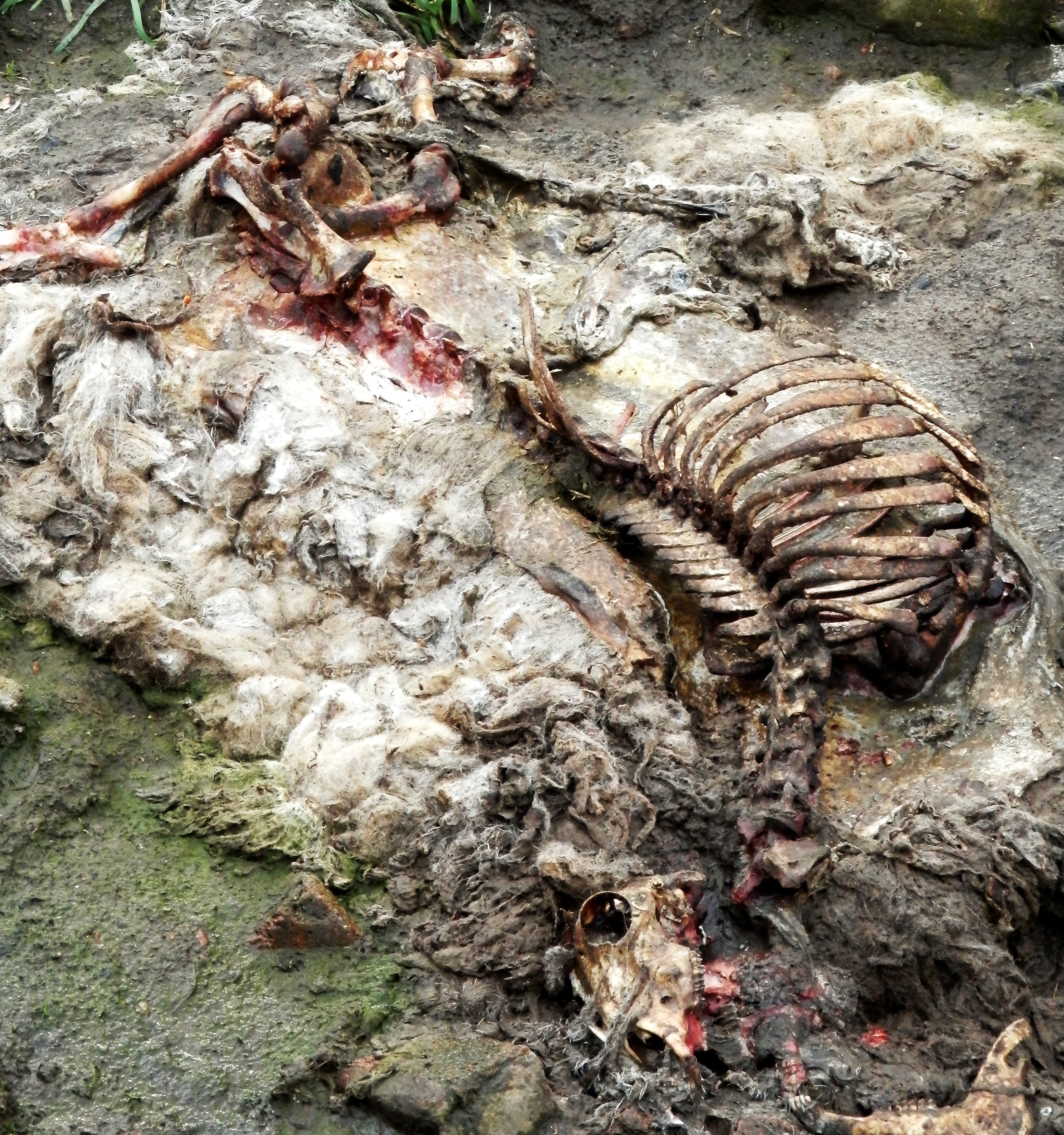 decomposed, animal themes, nature, rib, 2K, tree trunk, trunk, close-up, group of animals, animal, plant, bark, no people, carcass, sheep, outdoors, dead, Phone HD Wallpaper