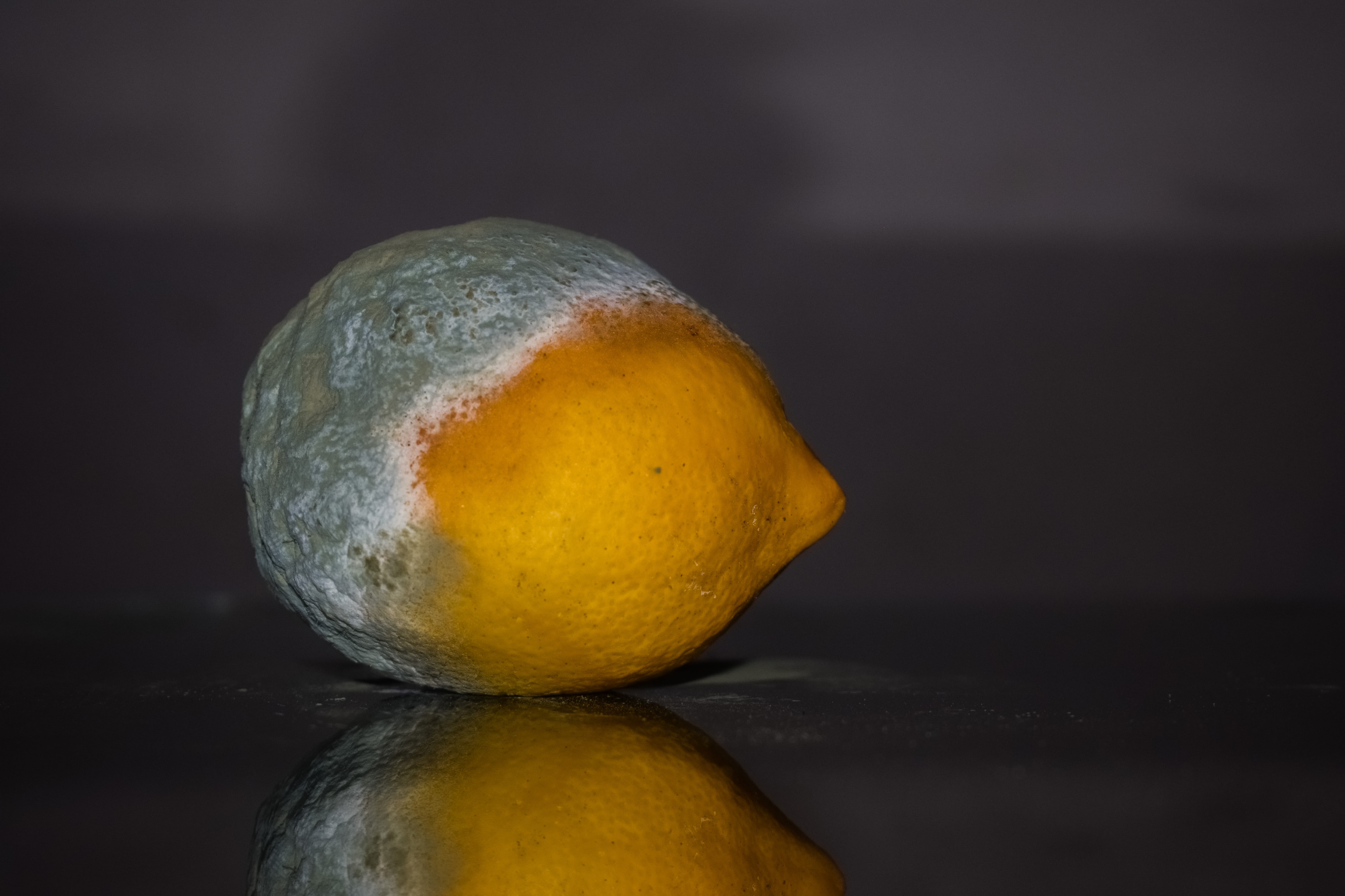 mold, healthy eating, freshness, overriped, fungus, indoors, food, citrus fruit, lemon, studio shot, reflection, decay, green, table, food and drink, wellbeing, HD Wallpaper