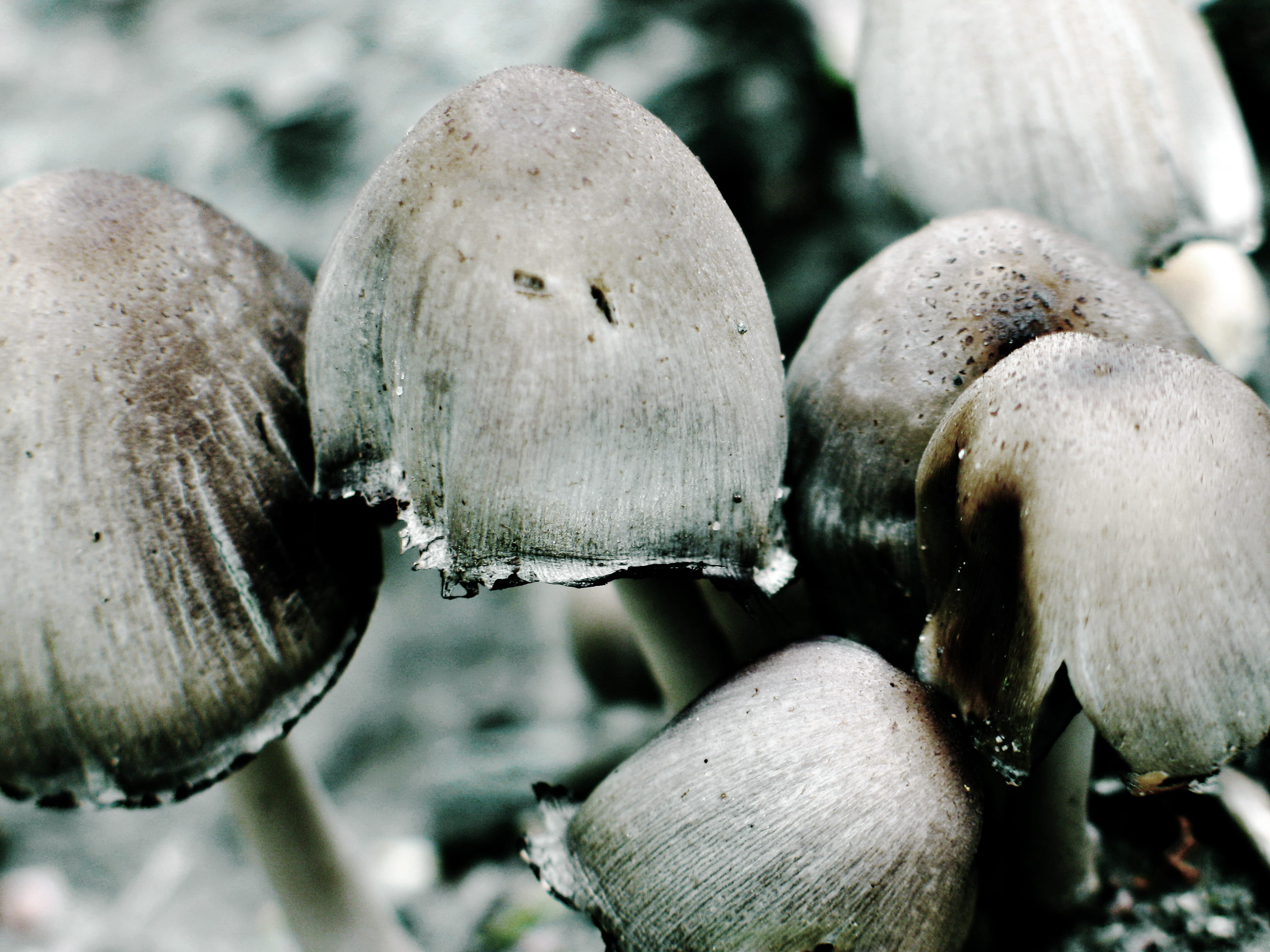 wet, close-up, hans eiskonen, dark, vulnerability, ash, beauty in nature, food, nature, toadstool, outdoors, growth, vegetable, mushroom, freshness, macro, HD Wallpaper