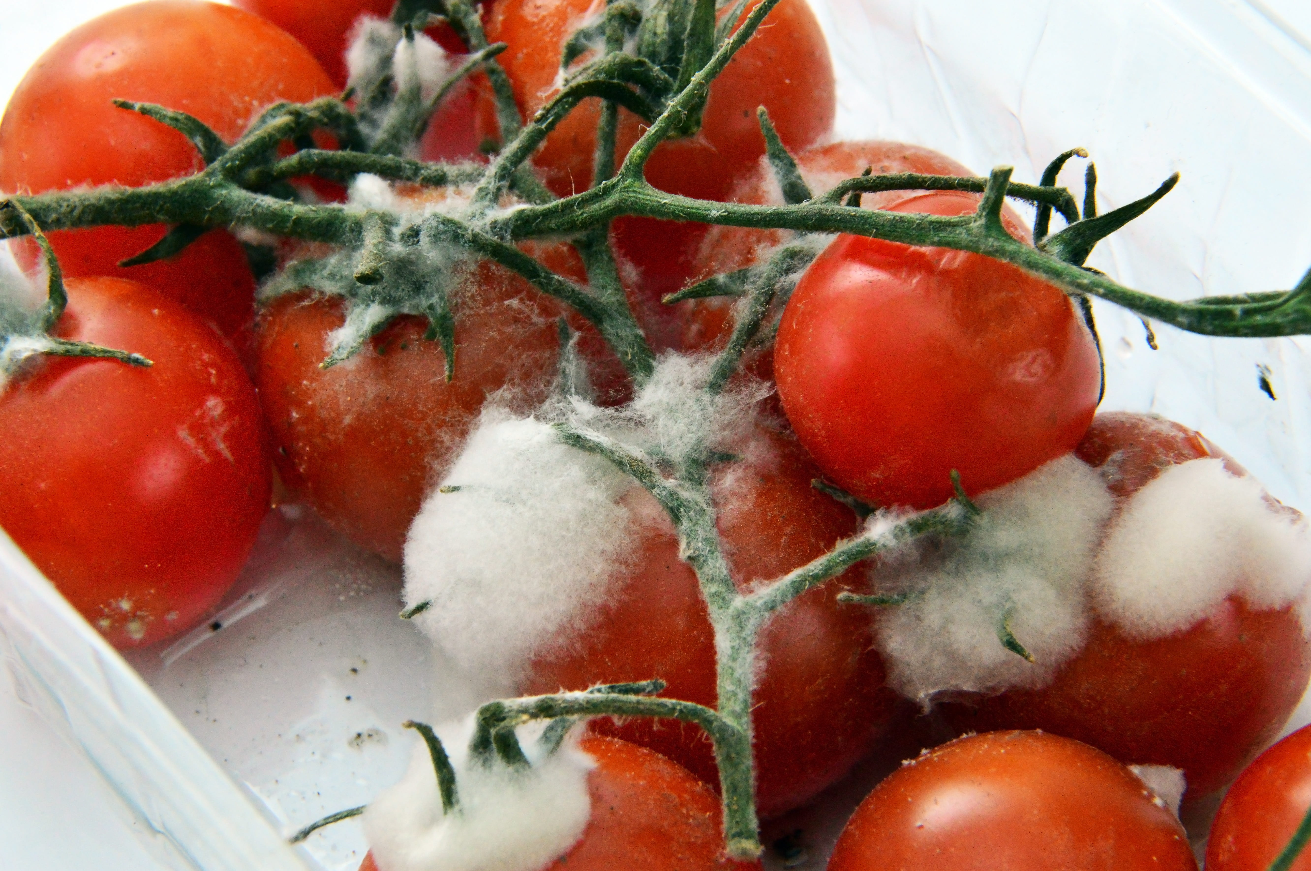 wellbeing, mold, tomato, ripe, close-up, herb, fruit, plant stem, moldy tomatoes, food, 5K, vegetables, rotten food, red, juicy, indoors, vegetable, freshness, HD Wallpaper