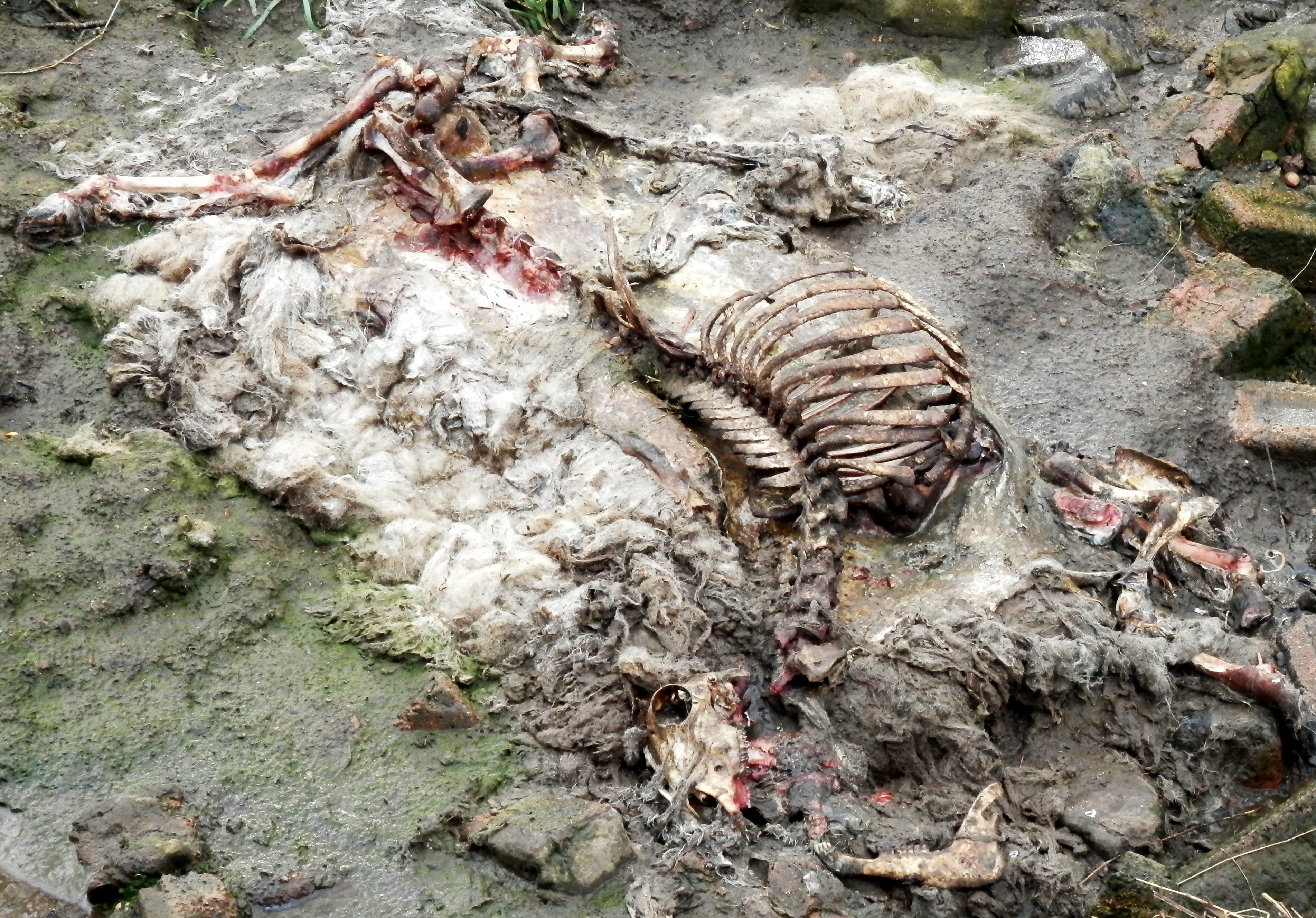 land, decomposed, animal themes, bone, no people, 2K, animals in the wild, outdoors, Carcass, solid, tree, field, textured, close-up, Rib, one animal, HD Wallpaper