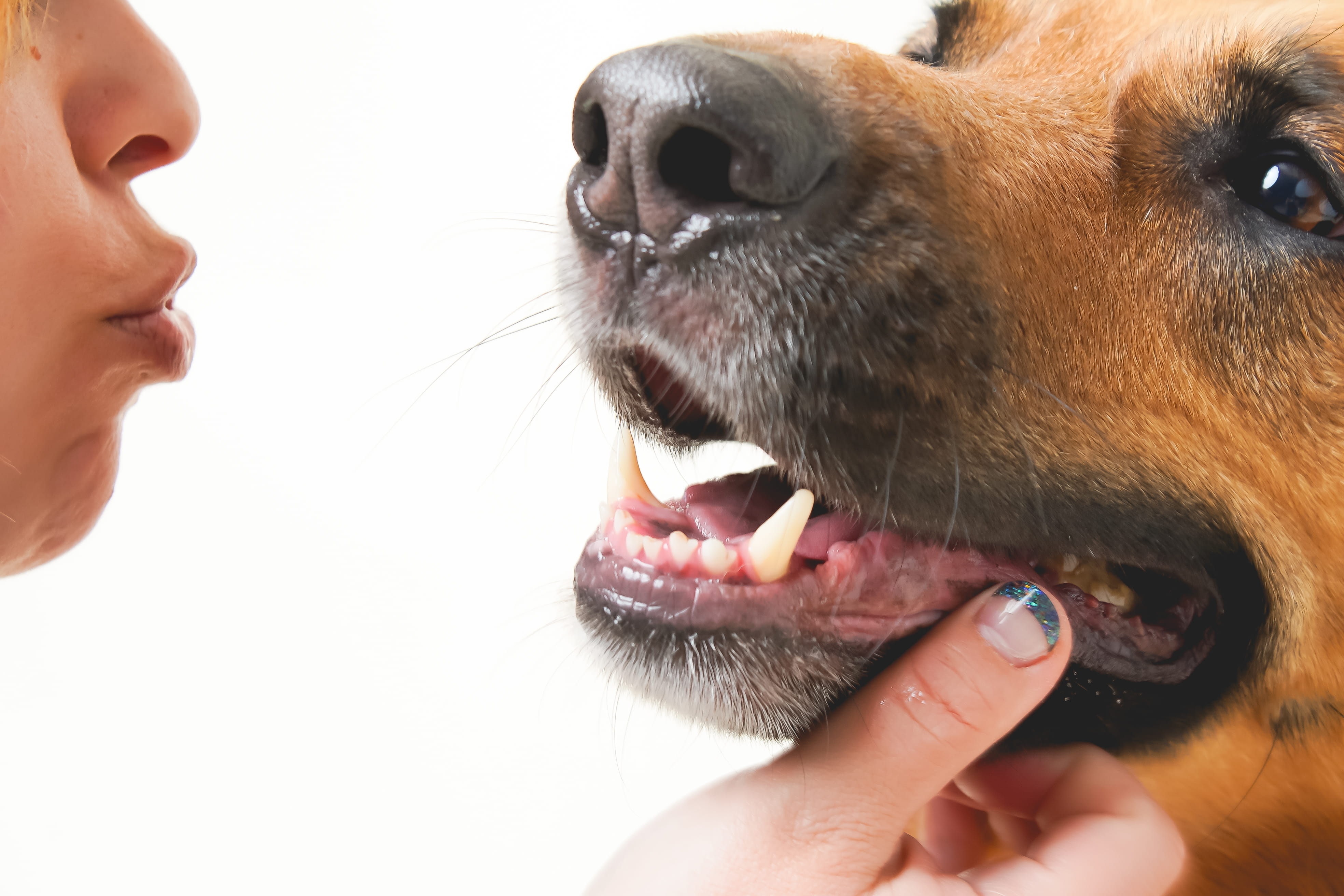 animal head, mouth, mammal, pet owner, human, domestic animals, german shepherd, snout, 4K, mouth open, animal, domestic, animal tongue, black, vet, close-up, HD Wallpaper
