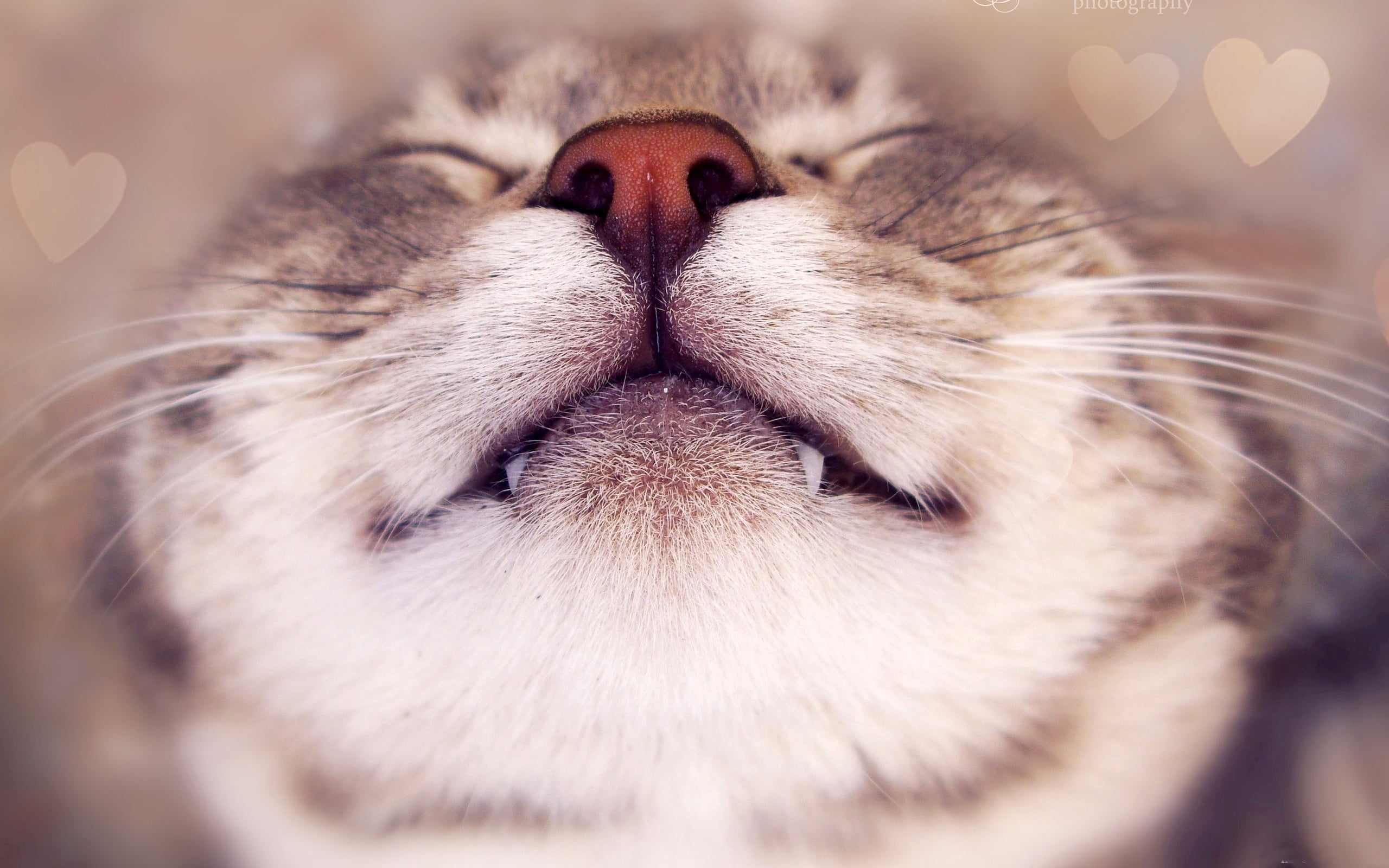 animal Head, looking, mammal, white, close-up, animal, animal themes, face, animal nose, feline, animal tongue, striped, domestic, animal mouth, whisker, HD Wallpaper