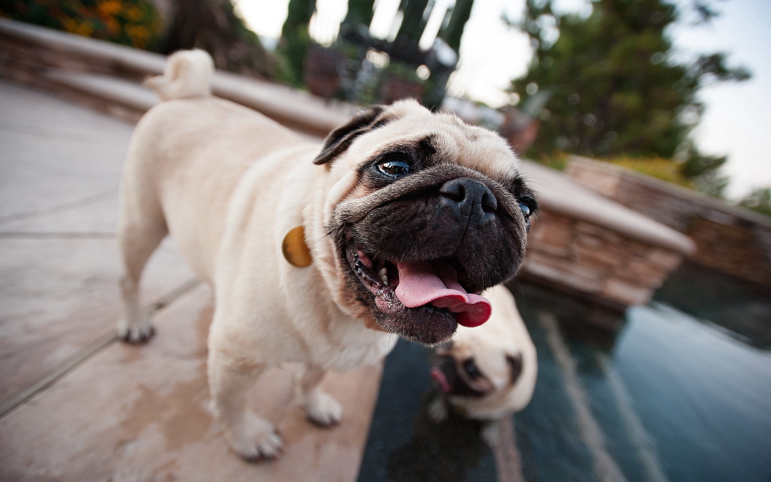 animal head, focus on foreground, vertebrate, face, animal themes, tongue, dog, brown, pug, mouth open, pets, puppy, bulldog, portrait, cute, service, young Animal, HD Wallpaper