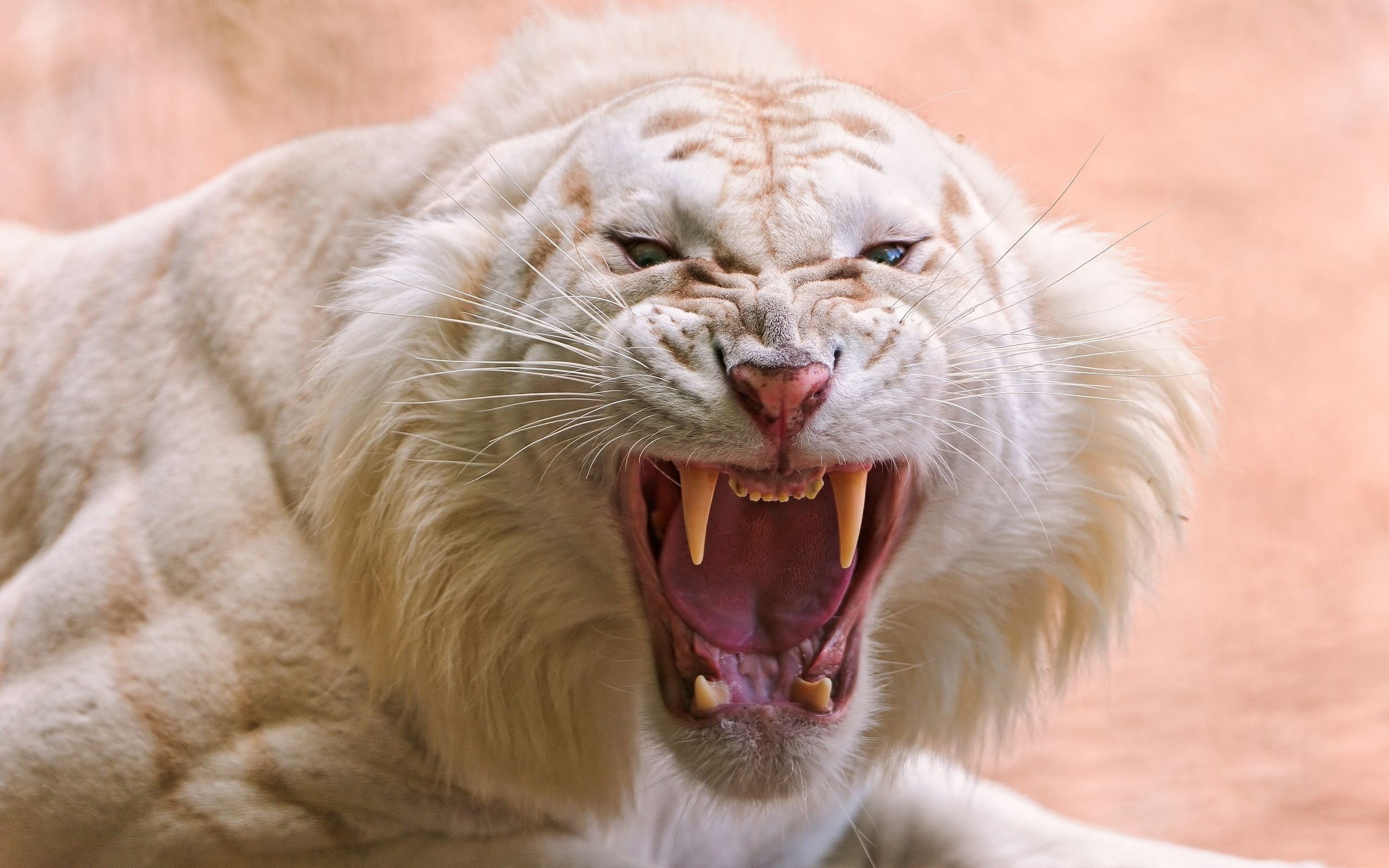 one Animal, anger, white, whisker, male Animal, feline, large, animal mouth, animal Teeth, snarling, human Face, roaring, facial expression, looking, vertebrate, HD Wallpaper