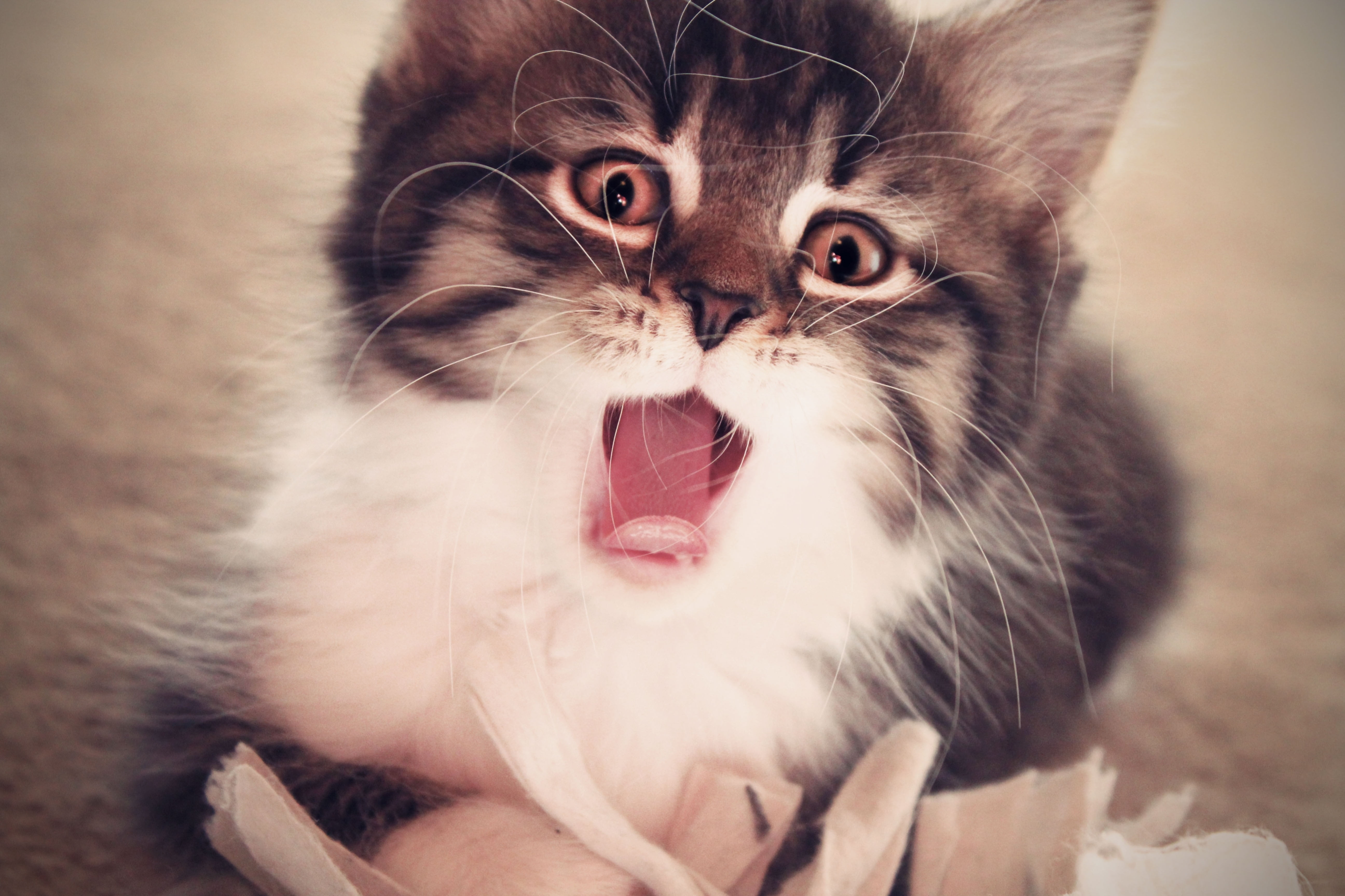 beauty, kitten, purebred Cat, close-up, mammal, cat, baby, animal, cute, fluffy, portrait, gray, vertebrate, sticking out tongue, paw, facial expression, HD Wallpaper