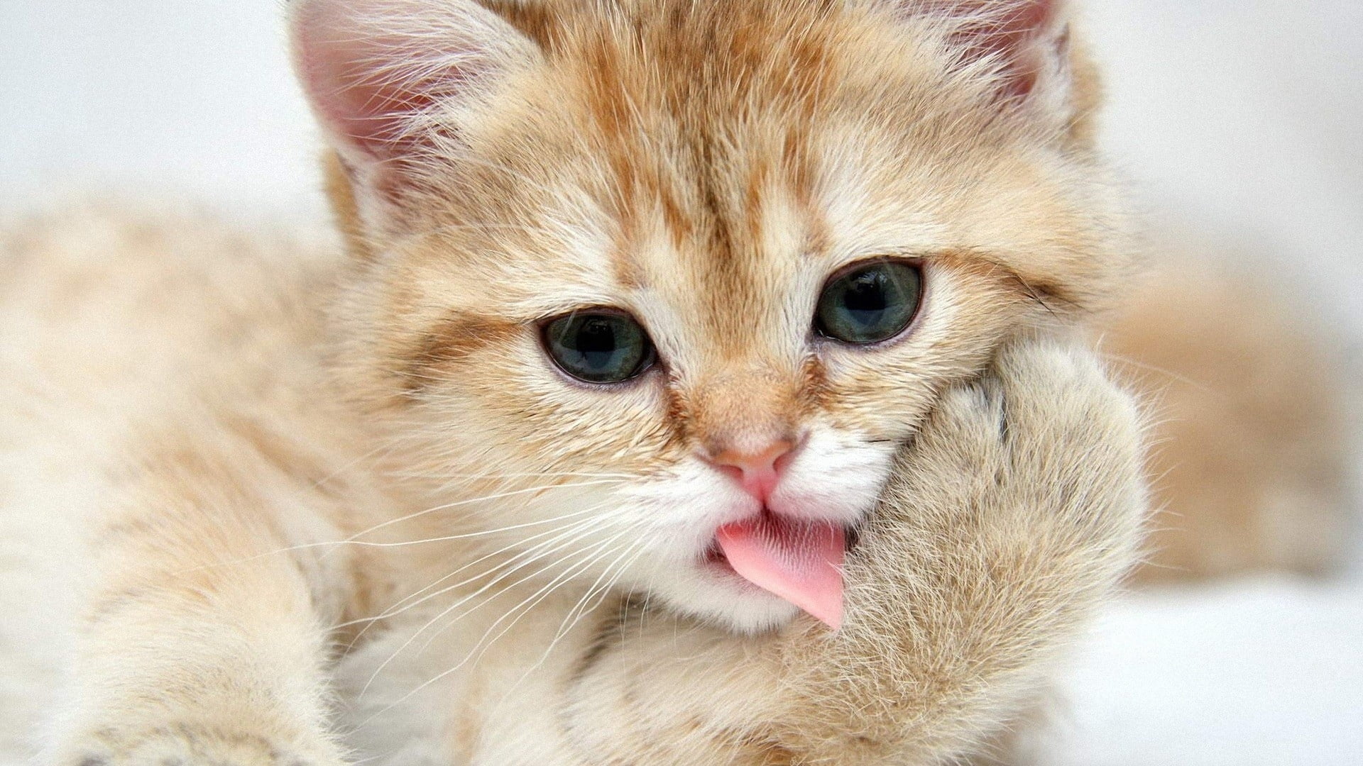 small, no people, beautiful, human Face, animal head, cute, nature, whisker, fluffy, young Animal, facial expression, one Animal, close-up, animal mouth, HD Wallpaper