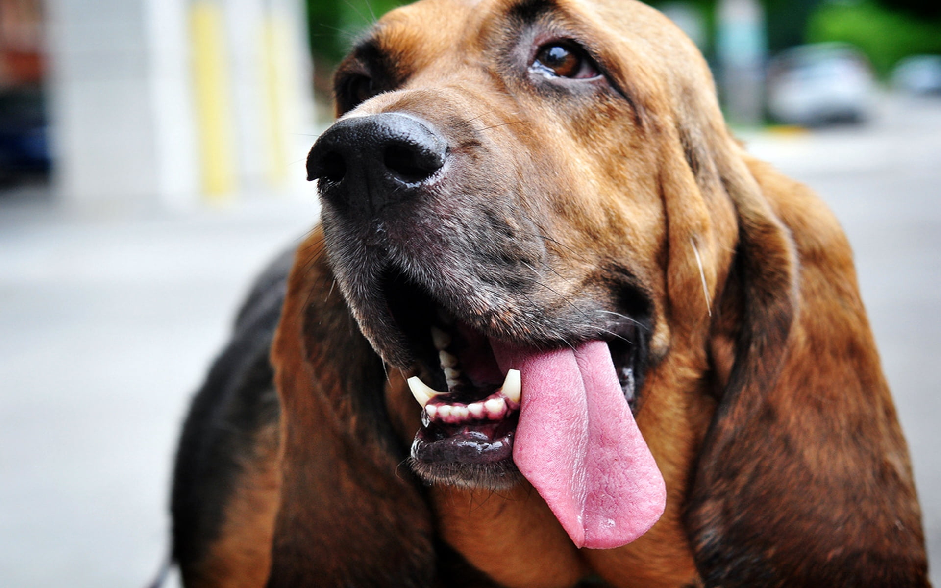 focus on foreground, animal, human Face, no People, purebred Dog, mouth, animal Head, mouth open, domestic, one Animal, looking, hound, mammal, domestic Animals, HD Wallpaper