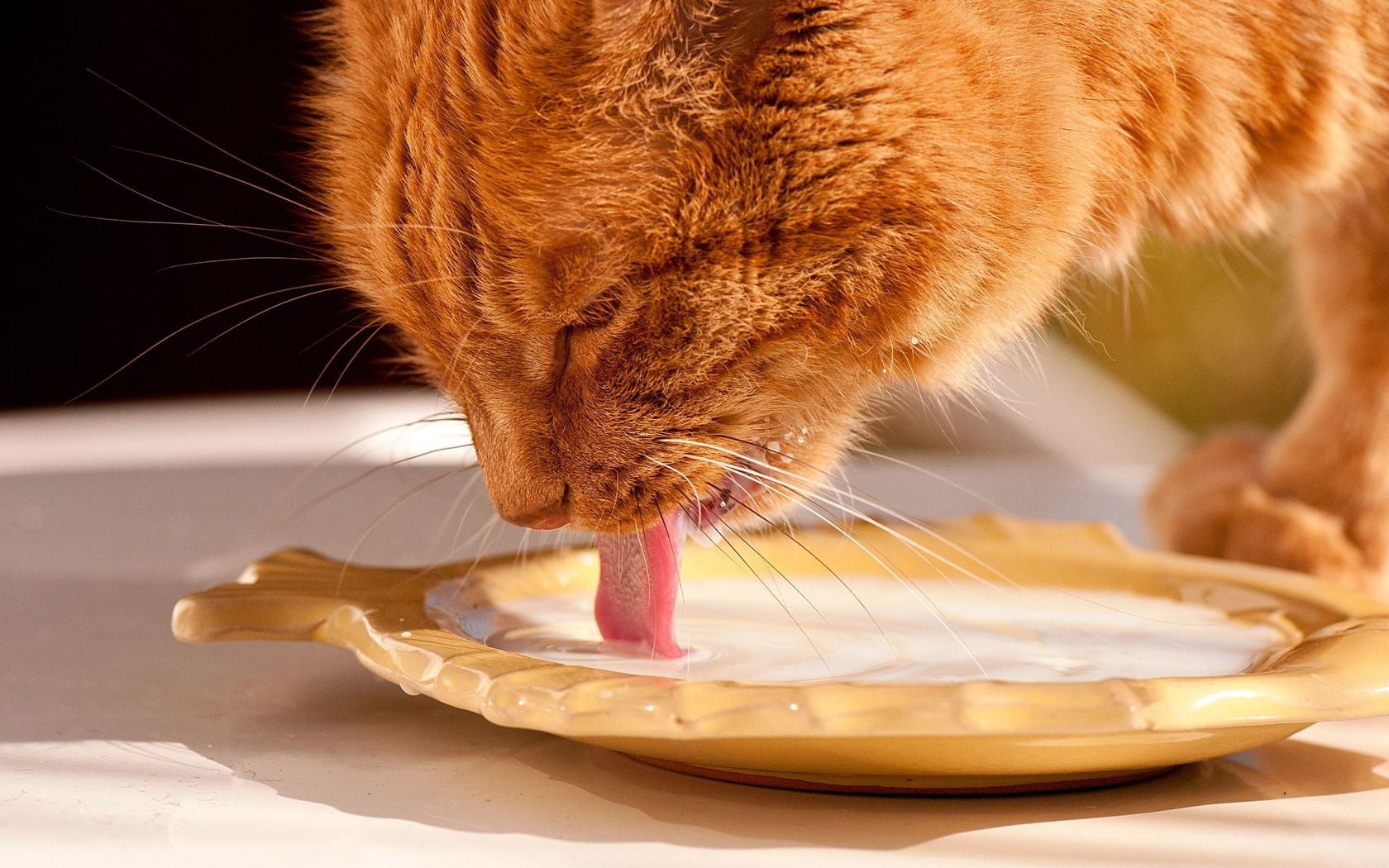 720P, feline, animal body part, ginger cat, animal tongue, food, cute, kitten, young Animal, mouth open, beauty, orange, food and drink, plate, animal, HD Wallpaper