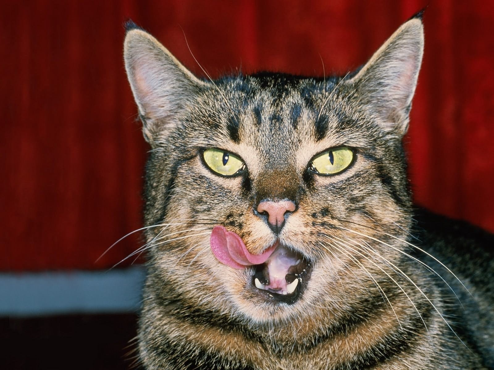 aggression, human Face, mouth, cat, domestic Animals, gray, animal Nose, portrait, fur, cute, tabby, lick, 720P, animal tongue, mouth open, one Animal, HD Wallpaper