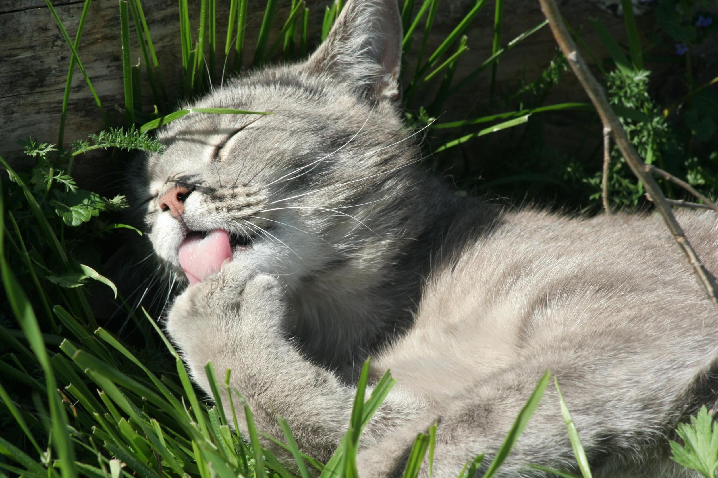 domestic Animals, gray, wash, small, mouth, beauty In Nature, human Face, striped, short, green Color, carnivore, grass, cute, portrait, no people, tabby, HD Wallpaper