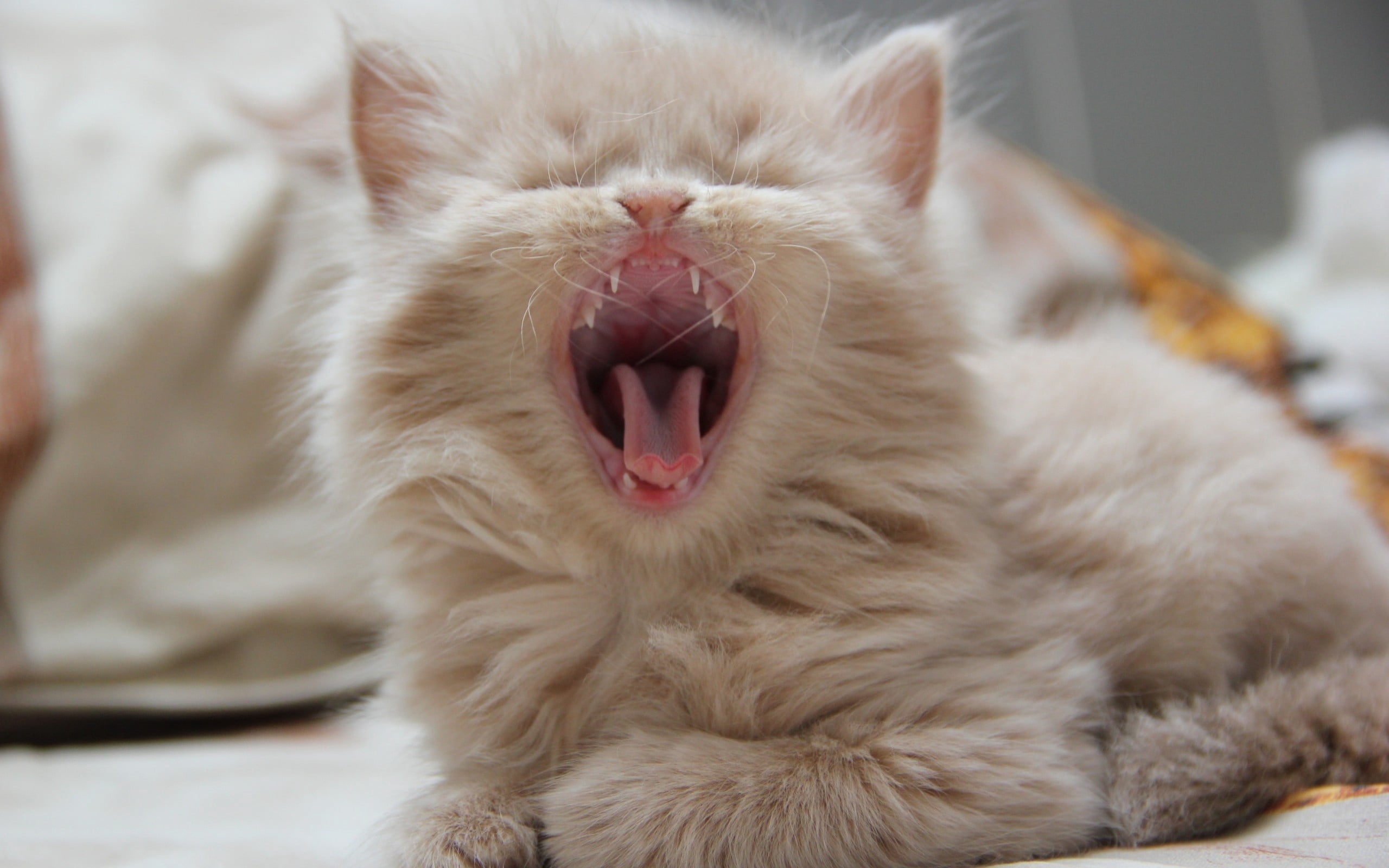 carnivore, animal Hair, 2K, eyes closed, fluffy, one Animal, indoors, domestic Animals, orange, tabby, facial expression, animal, vertebrate, mouth open, HD Wallpaper