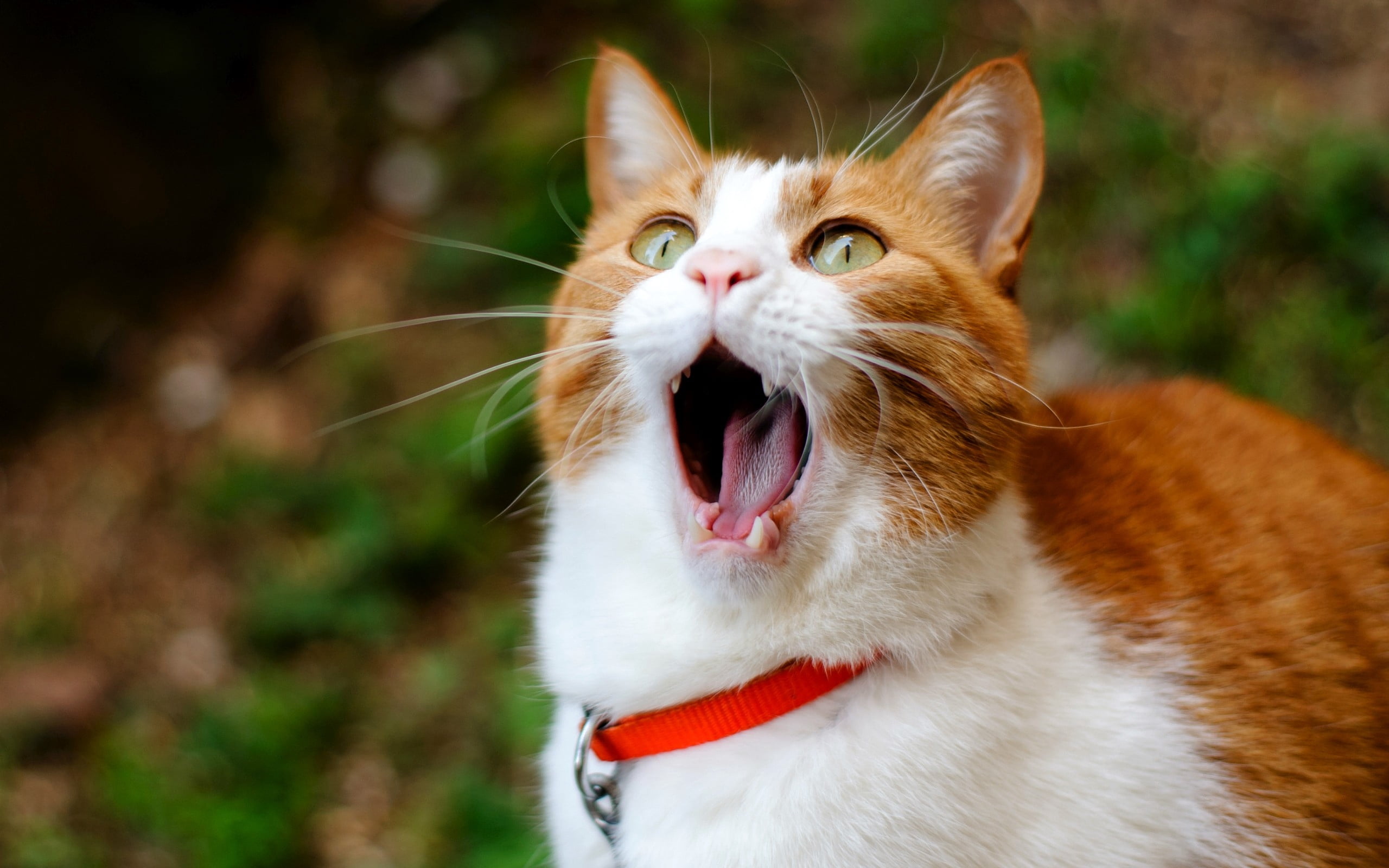 mouth open, fun, domestic, collar, animal themes, kitten, young Animal, mammal, grass, whisker, vertebrate, aggression, outdoors, nature, small, human Face, HD Wallpaper