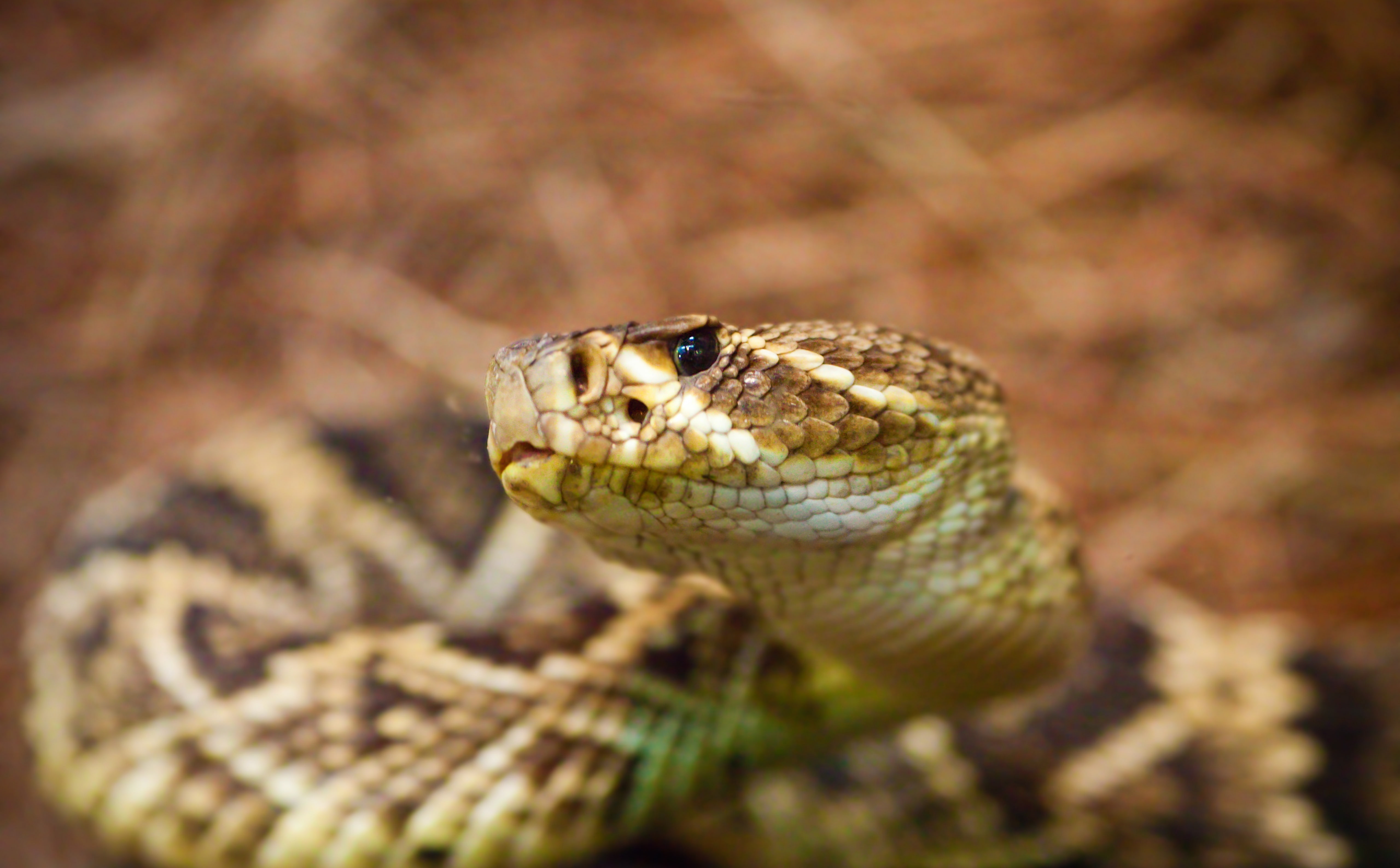animals in the wild, vertebrate, one animal, poisonous, day, Rattlesnake, don, communication, tease, selective focus, animal themes, animal, Reptiles and Frogs, HD Wallpaper