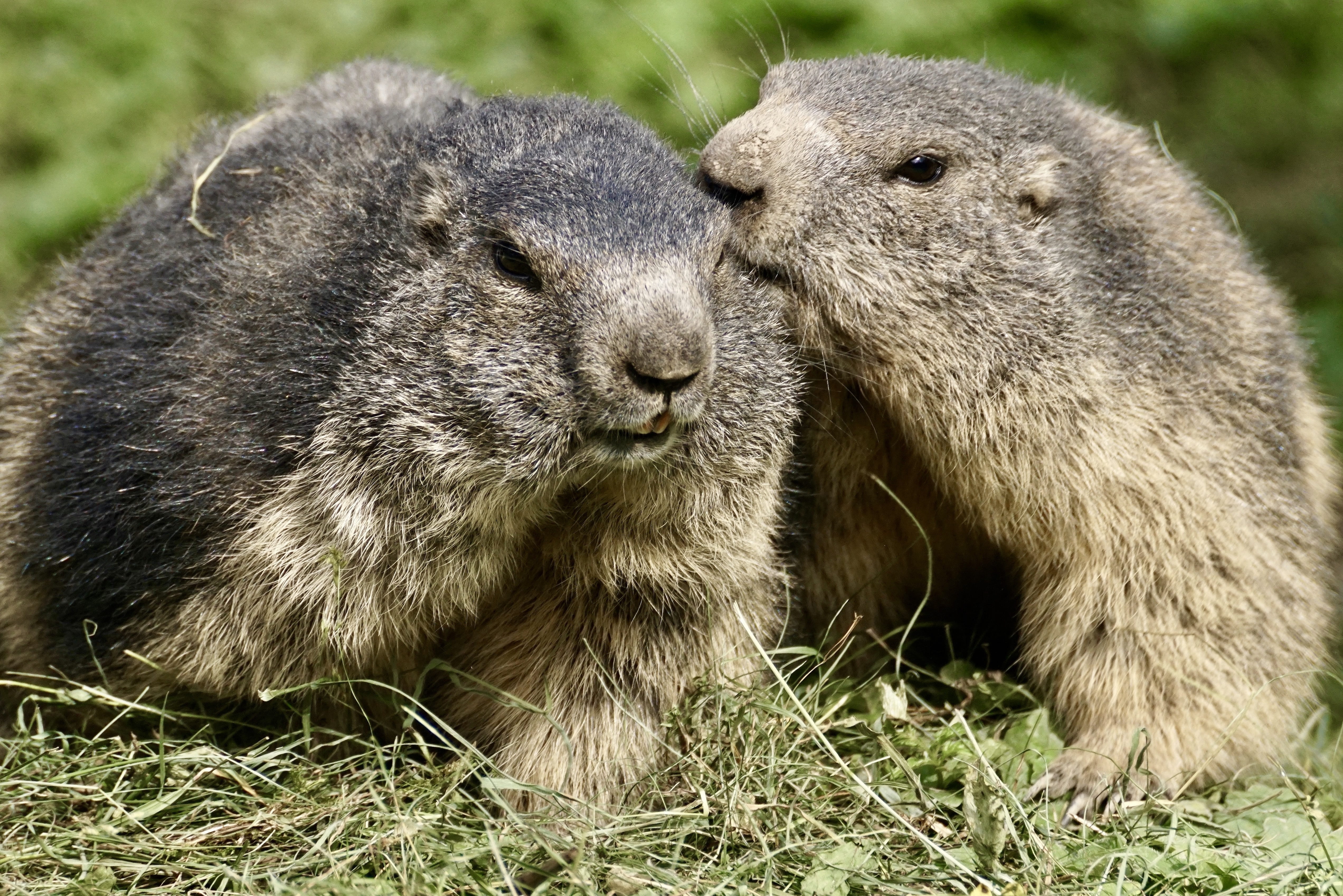 nature, kiss, no people, close-up, vertebrate, female, dentai records, field, tease, togetherness, grass, animal themes, mammal, rock, males, fur, whisker, HD Wallpaper