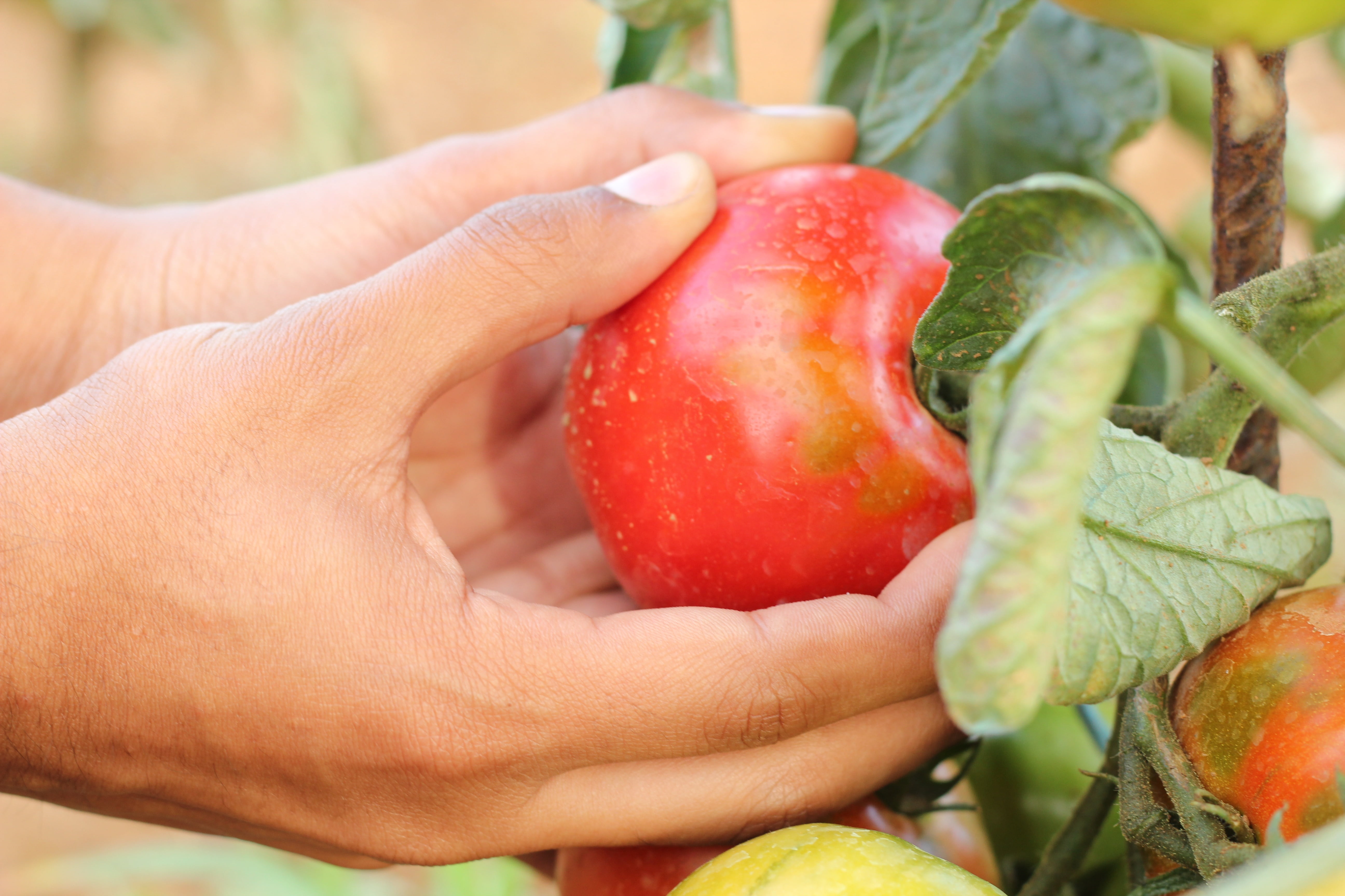 natural, red, organic, human body part, outdoors, hands, harvesting, holding, gardening, healthy lifestyle, harvest, lifestyles, growing, nature, healthy Eating, HD Wallpaper