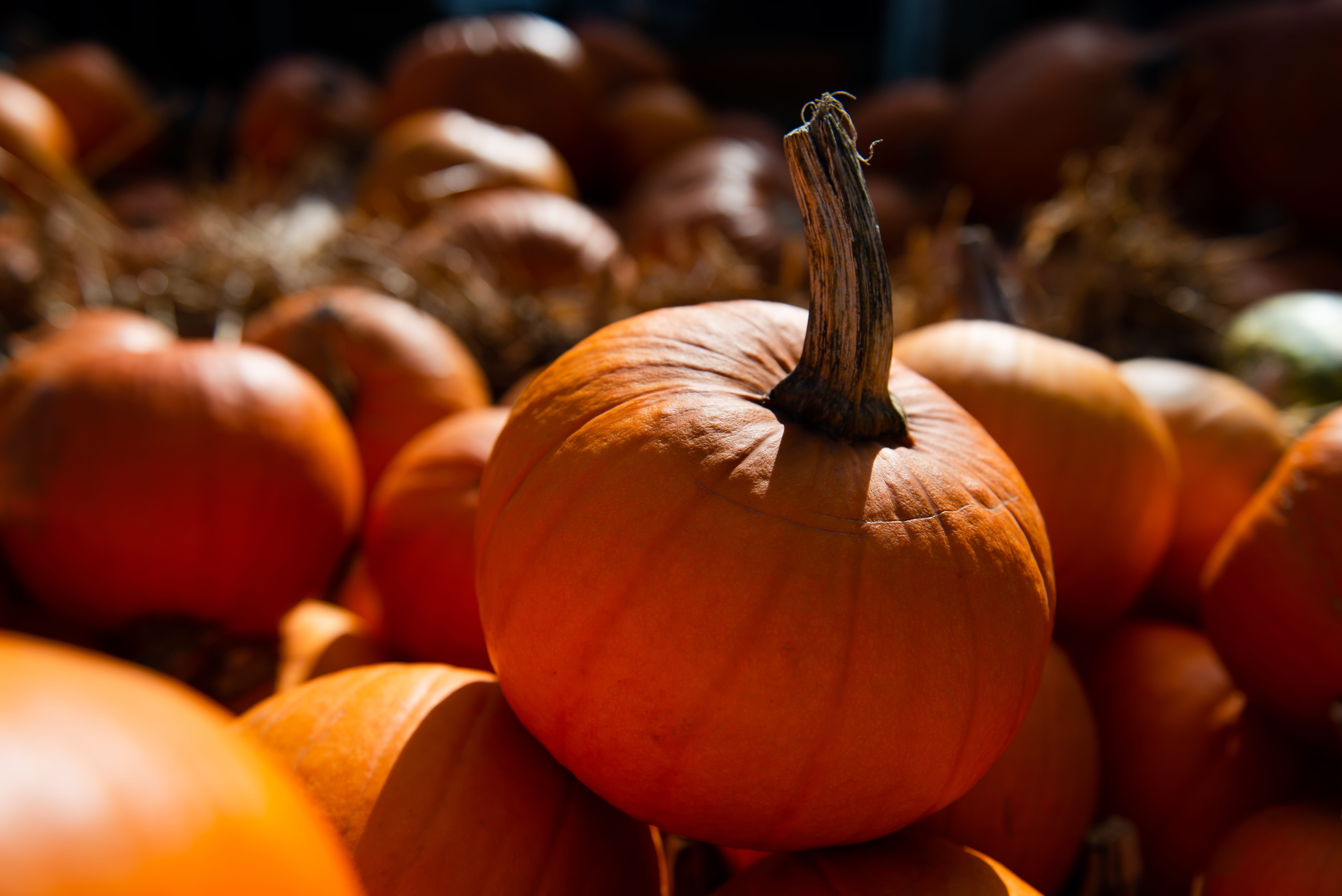 variation, halloween, thanksgiving, season, food, organic, gourd, harvest, pumpkins, agriculture, decoration, agricultural Fair, crop, nature, 5K, food And Drink, HD Wallpaper