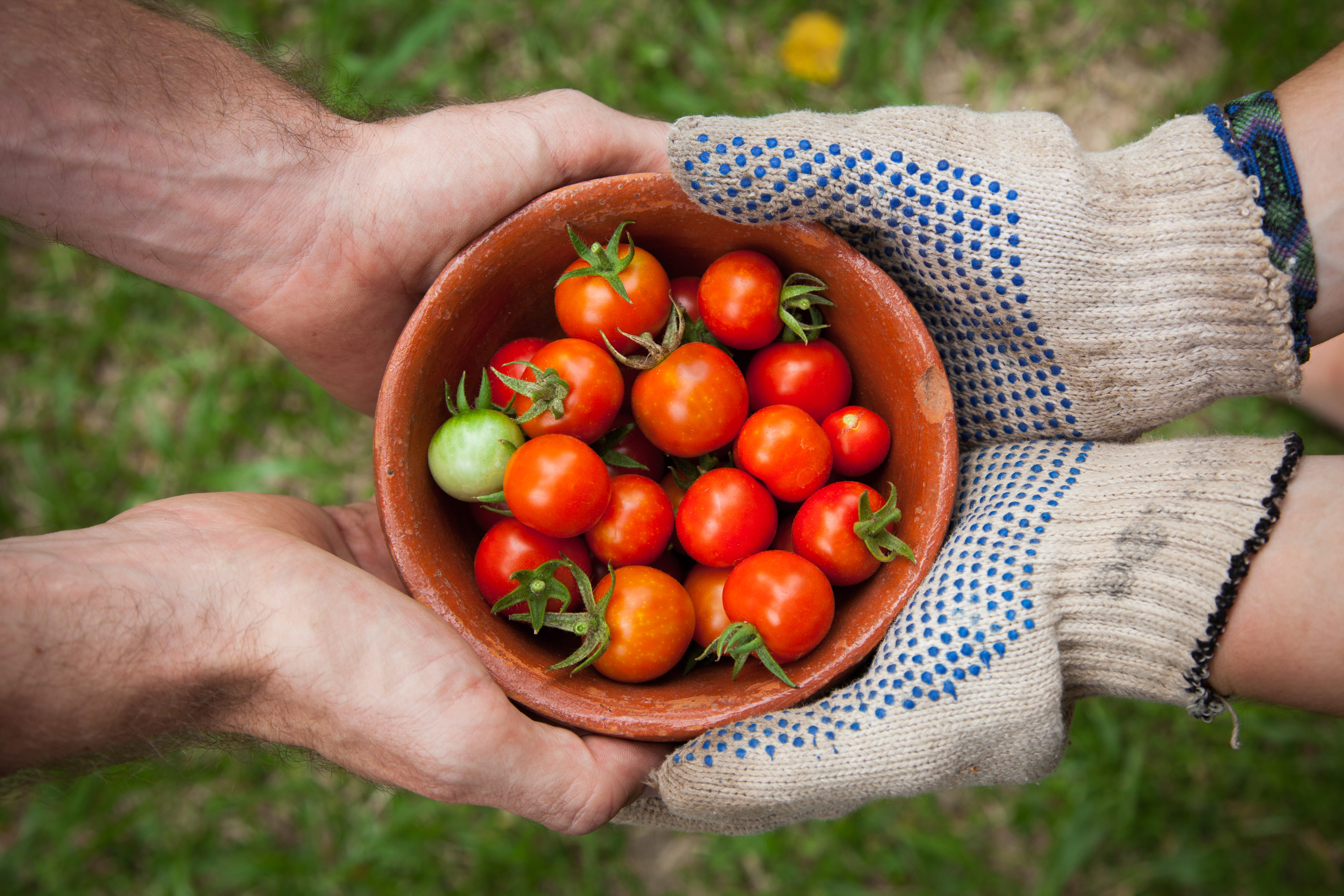 food, gardening, outdoors, holding, food and drink, served, human limb, human body part, organic, bowl, tomatoes, close-up, vegetable, freshness, hand, HD Wallpaper