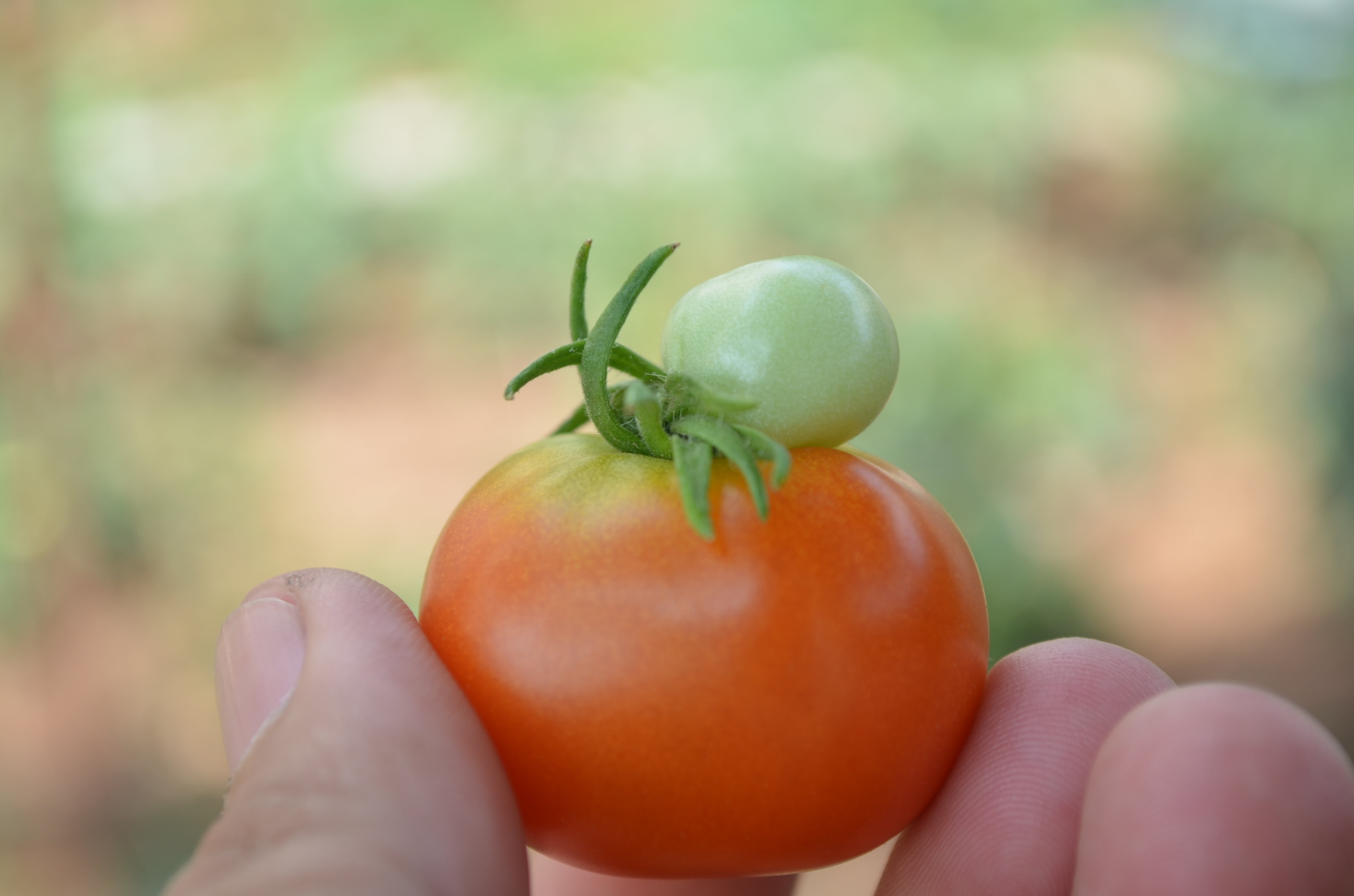 food and drink, close-up, wellbeing, 4K, hand, organic, tomato, freshness, holding, outdoors, green color, day, vegetable, one person, food, unrecognizable person, HD Wallpaper