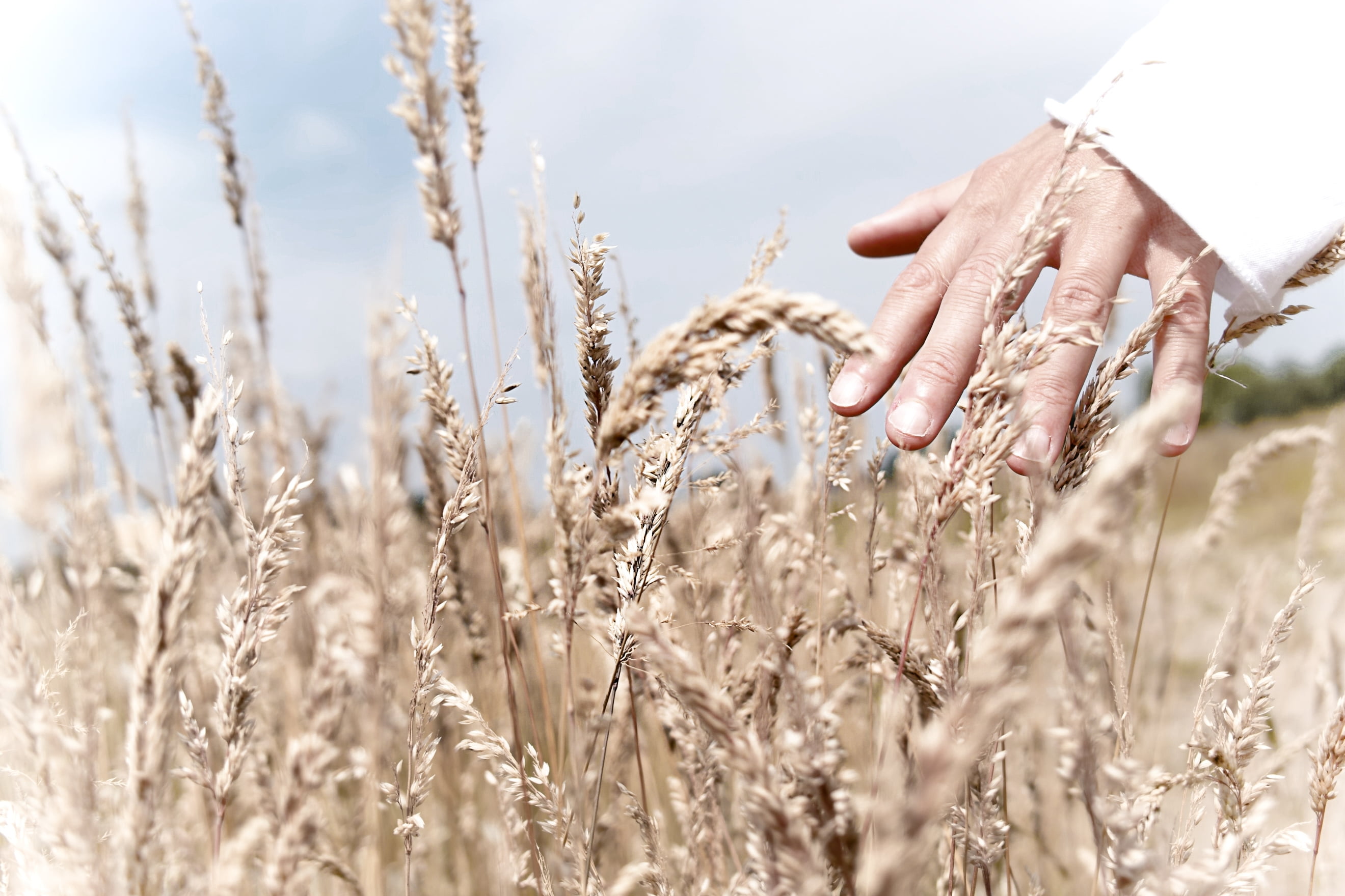 meadow, organic, farmer, people, landscaped, landscape, outdoors, stem, cultivated, yellow, gold Colored, touch, touching, cereal Plant, food, whole Wheat, HD Wallpaper