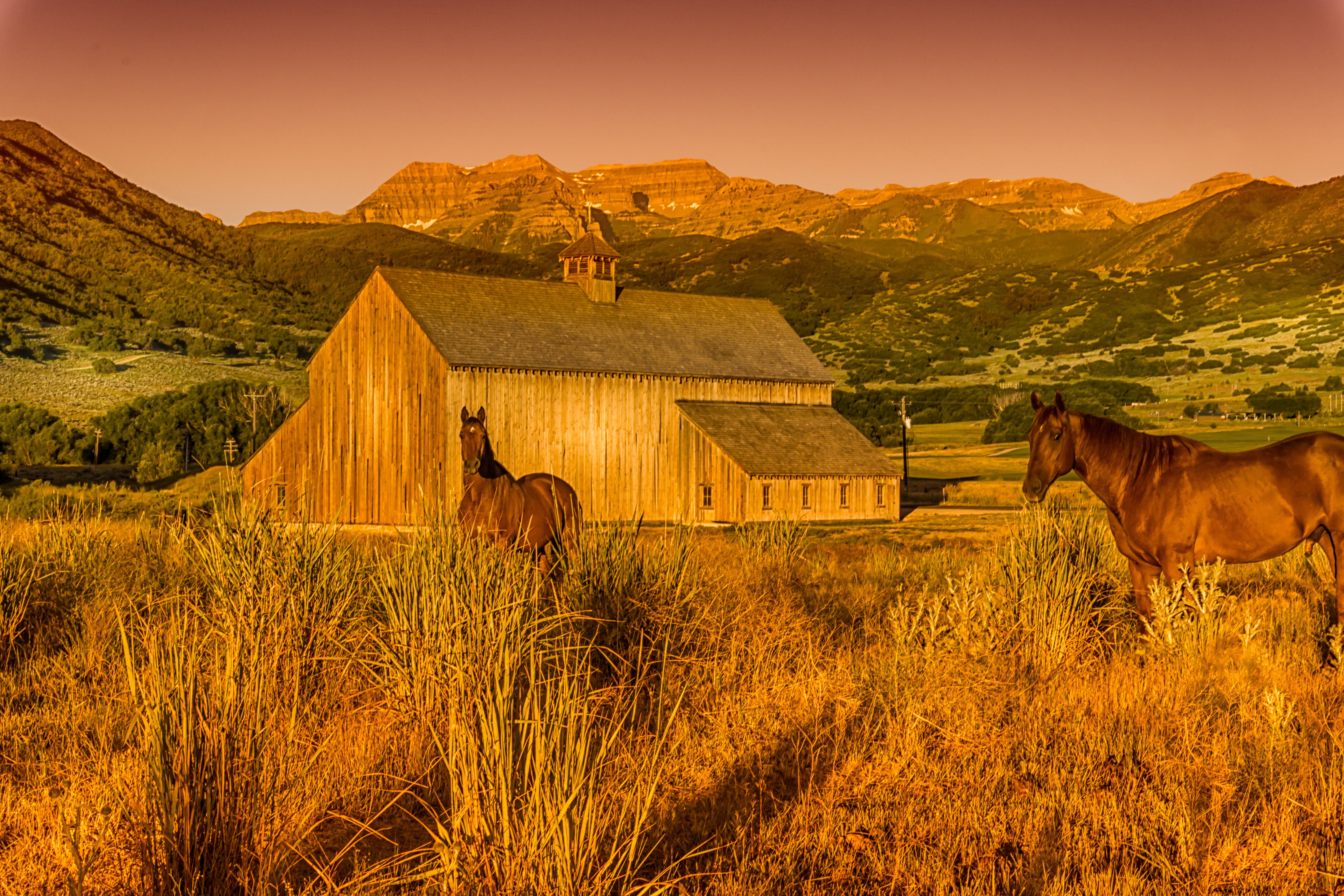 rural, landscape, grass, utah, built structure, mammal, plant, land, agriculture, mountain, meadow, domestic animals, farm, animal wildlife, beauty in nature, HD Wallpaper