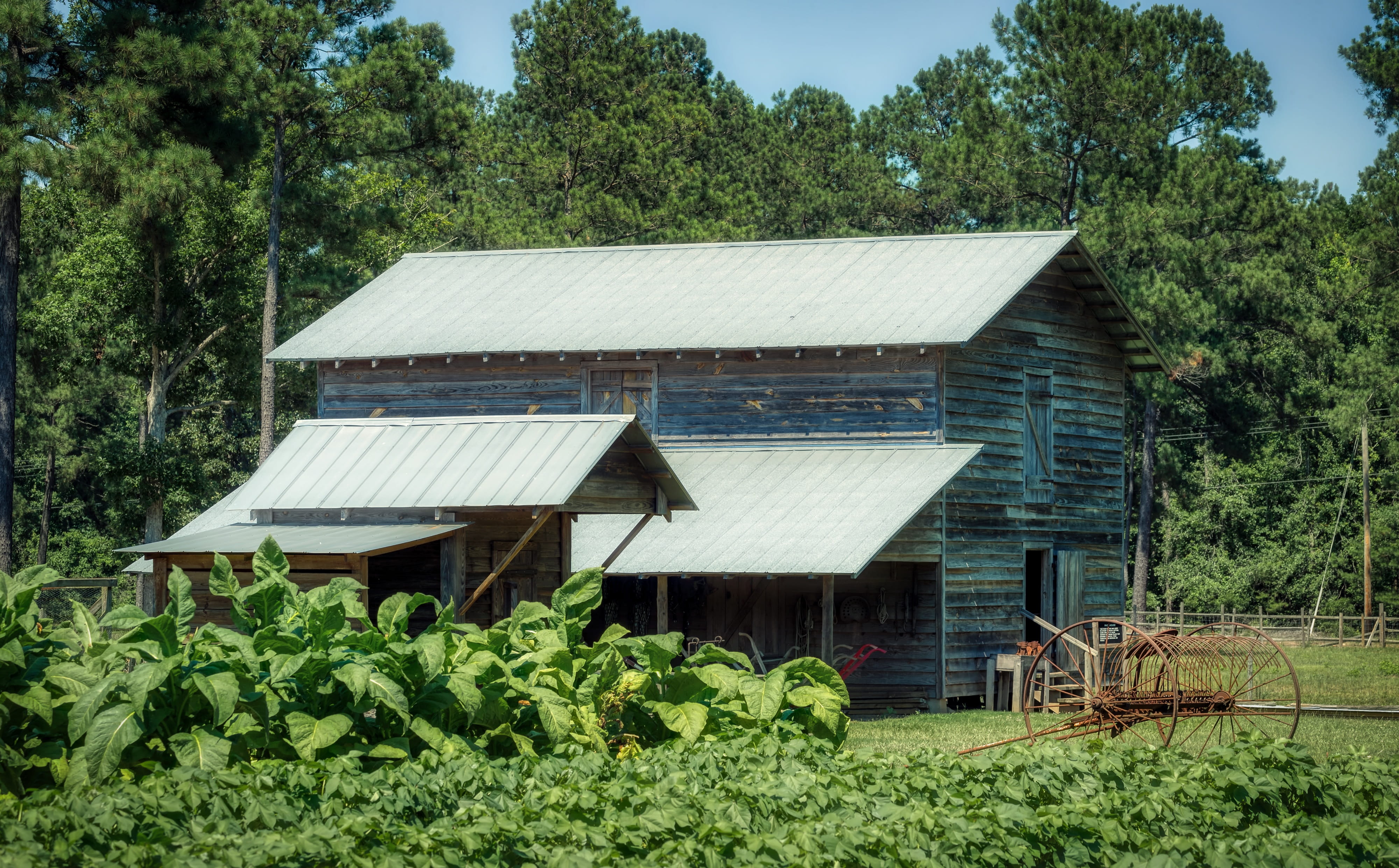growth, plant, roof, land, landscape, environment, building, plants, building exterior, trees, farm, country, agriculture, 4K, tree, south carolina, day, HD Wallpaper