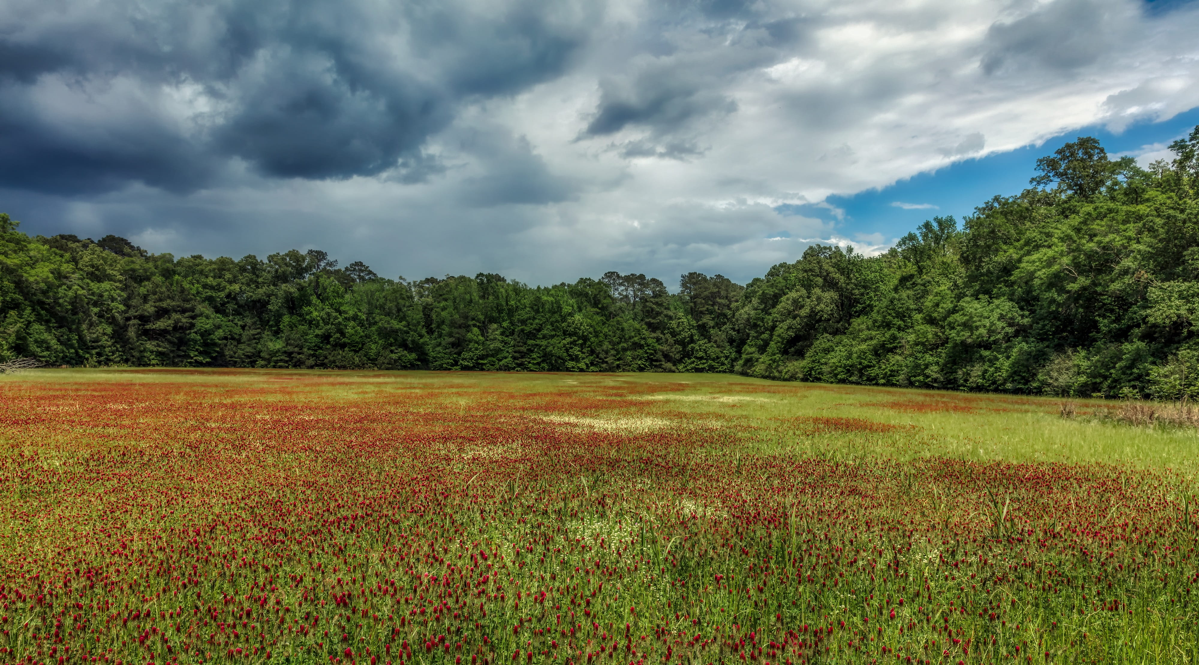 meadow, mississippi, rural, beauty in nature, non-urban scene, panorama, sunset, clouds, day, 4K, nature, sky, plant, america, wildflowers, outdoors, land, HD Wallpaper