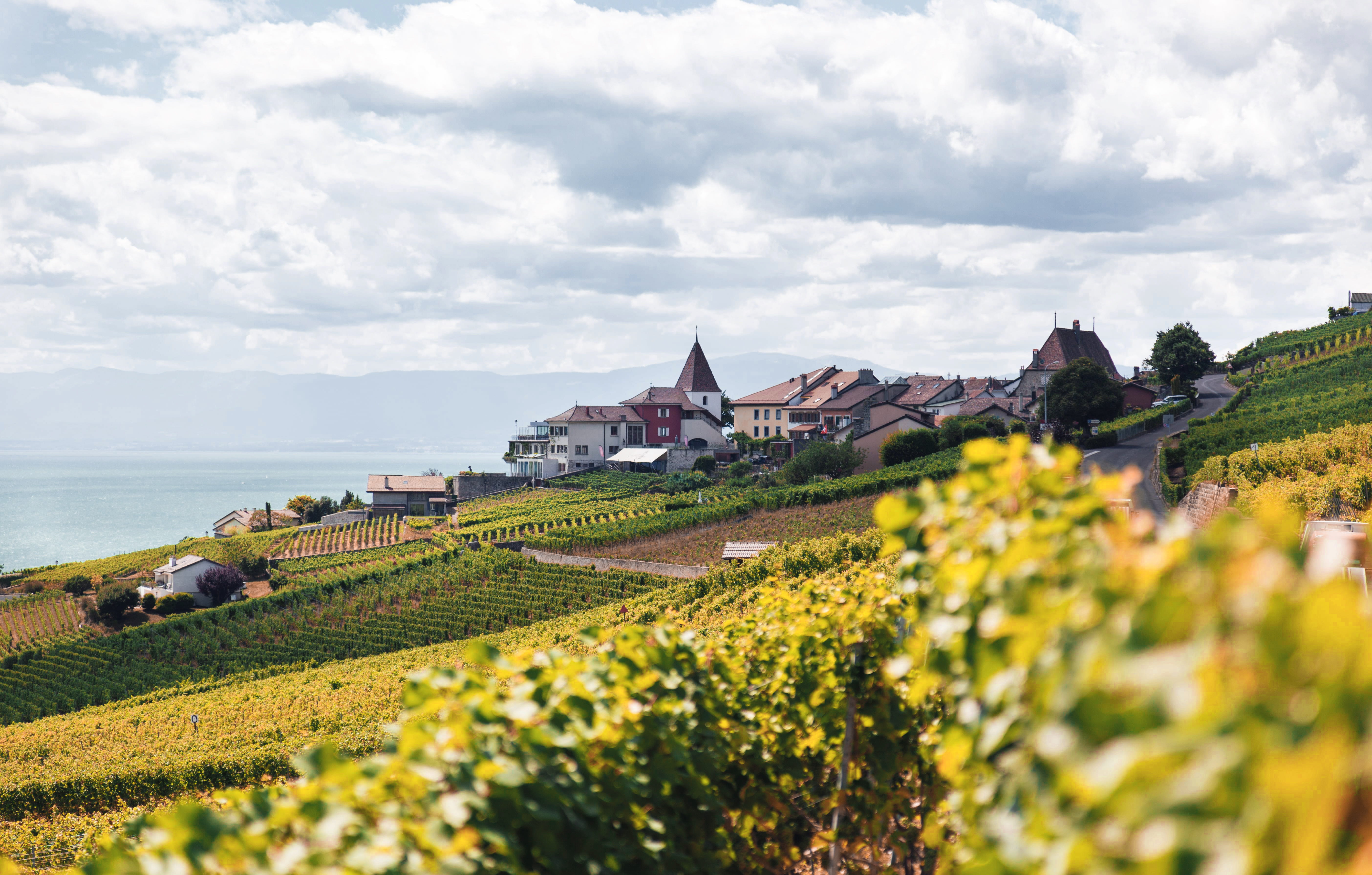 red, plants, town, growth, grape, house, europe, outdoors, built structure, village, vine, vineyard, farm, plant, houses, building exterior, flower, clouds, HD Wallpaper