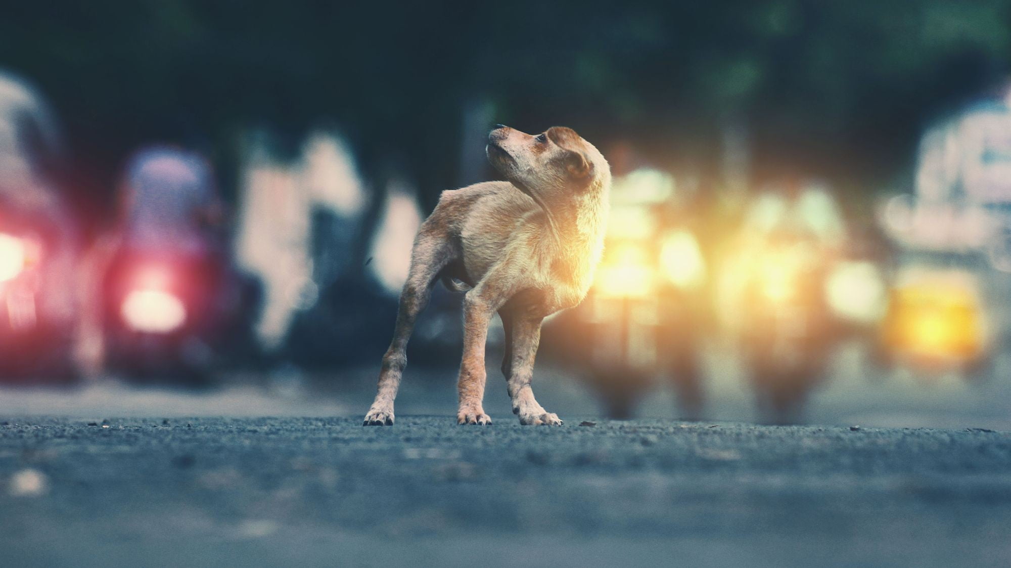 domestic, day, dog, dress, standing, animal themes, 1080P, nature, lights, black, animal, domestic animals, small, s, canine, looking away, surface level, HD Wallpaper