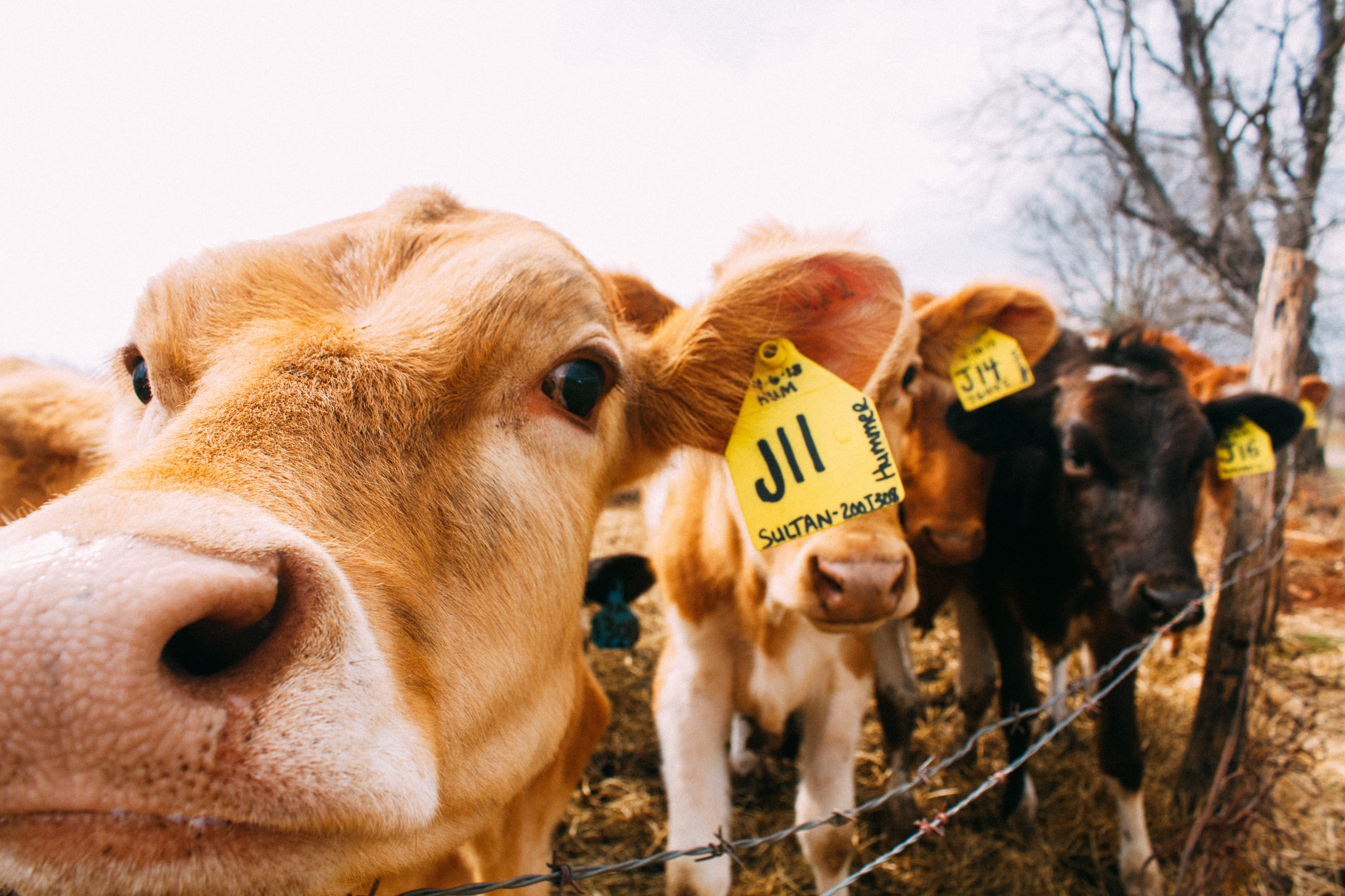 animals, nature, rural scene, herbivorous, mammal, close-up, middletown, 5K, livestock tag, maryland, united states, farm, nose, animal, animal nose, domestic animals, HD Wallpaper