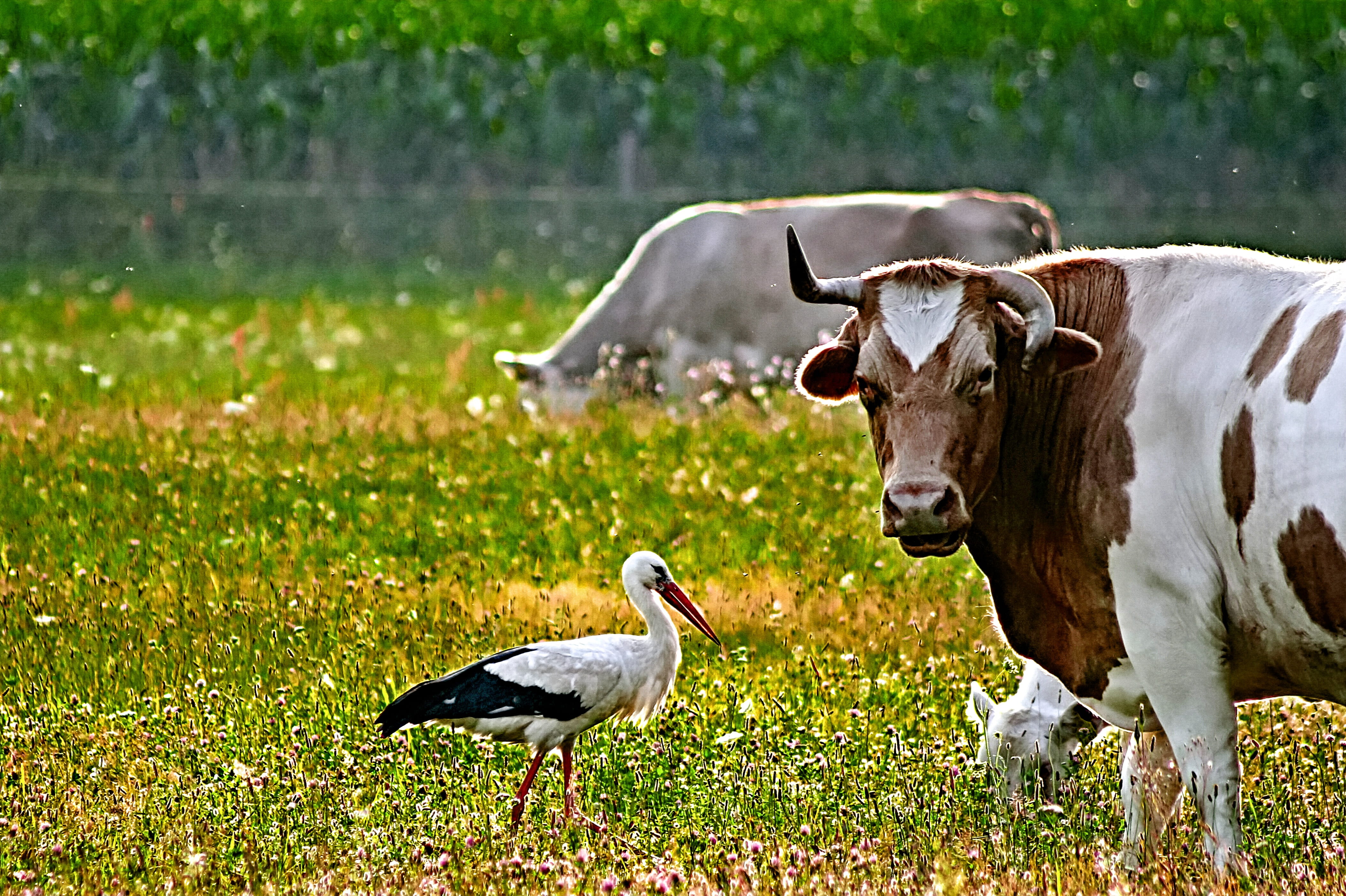 agriculture, animal themes, herbivorous, flock, two animals, vertebrate, field, day, livestock, nature, bird, no people, 4K, grass, rural, animal family, HD Wallpaper