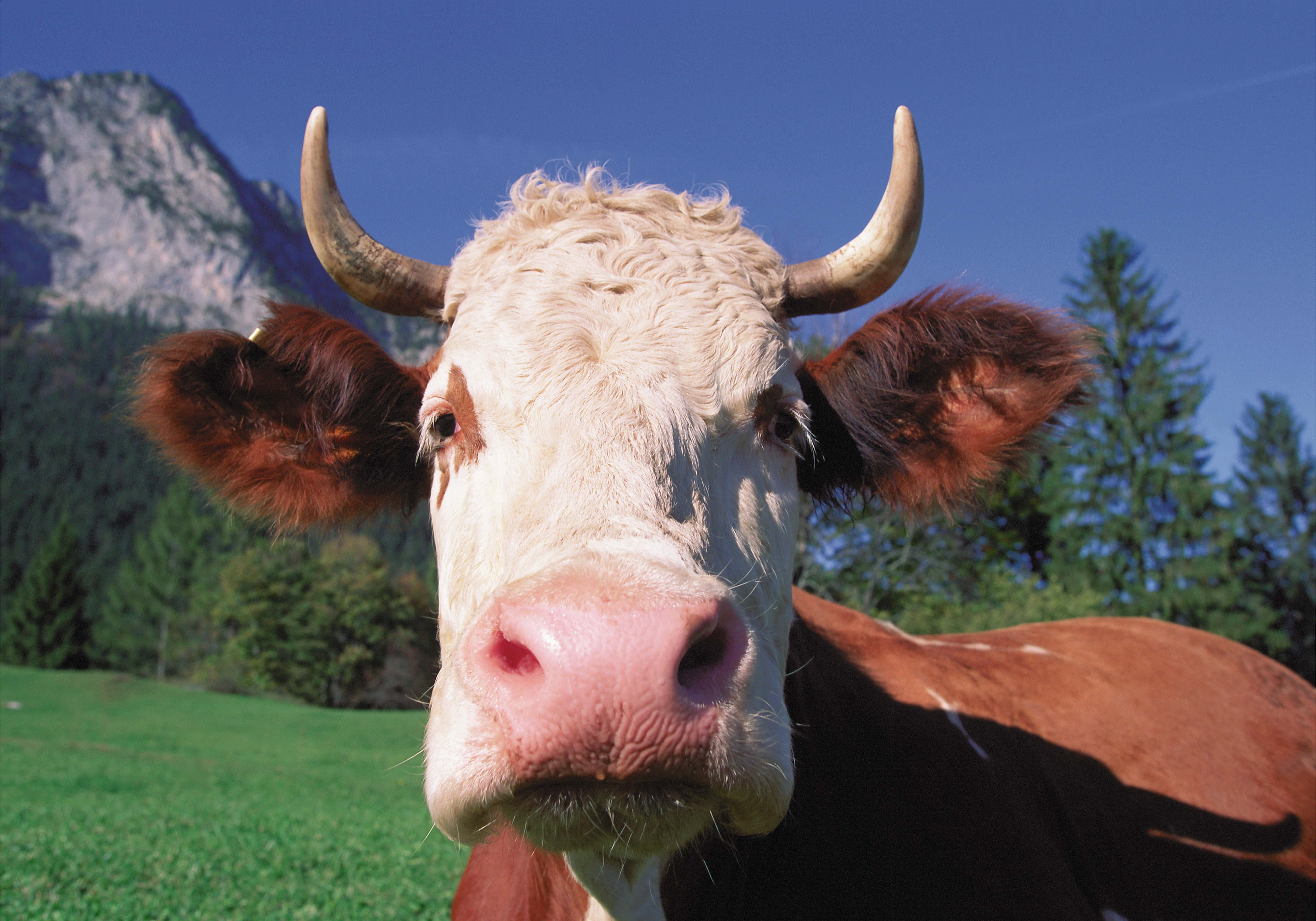 domestic Cattle, rural Scene, one Animal, horned, no people, 5K, animal, plant, looking at camera, domestic Animals, nature, green Color, pets, grass, HD Wallpaper