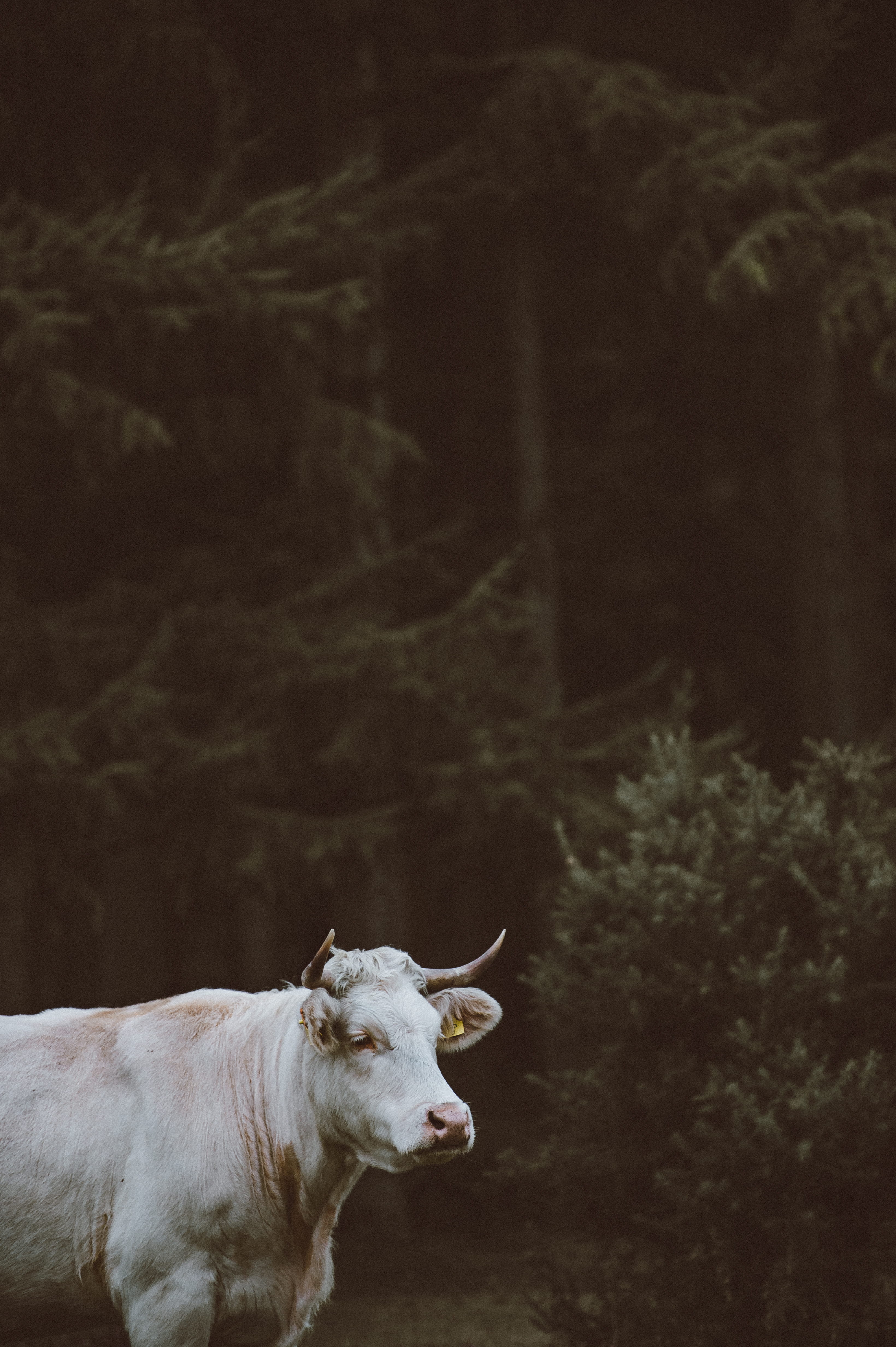 outdoors, animal themes, nature, trees, domestic, forest, focus, bull, animal wildlife, dark, vertebrate, day, pets, animal, white, near, domestic cattle, Phone HD Wallpaper