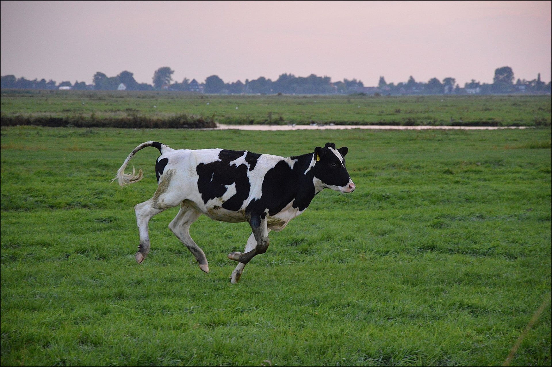 one animal, animal themes, pets, field, domestic, no people, nature, domestic animals, rural, grass, running, landscape, mammal, cow, 1080P, farmland, HD Wallpaper