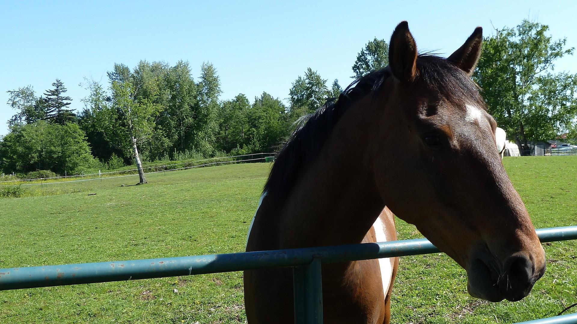 summer, diablo, equestrian, farm, spring, animals, pasture, field, gate, country, ranch, 1080P, horse, HD Wallpaper